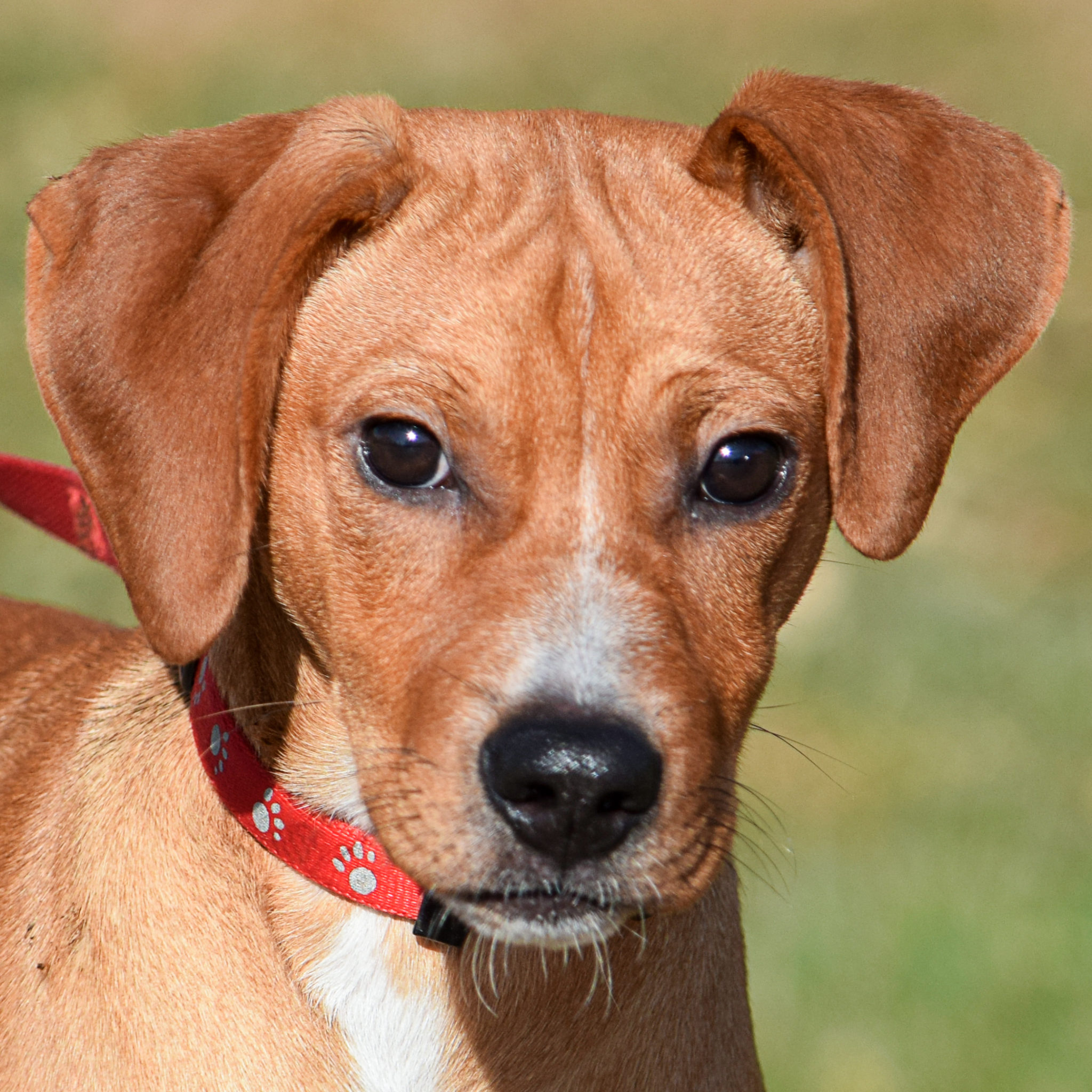 Toby Animal House Shelter