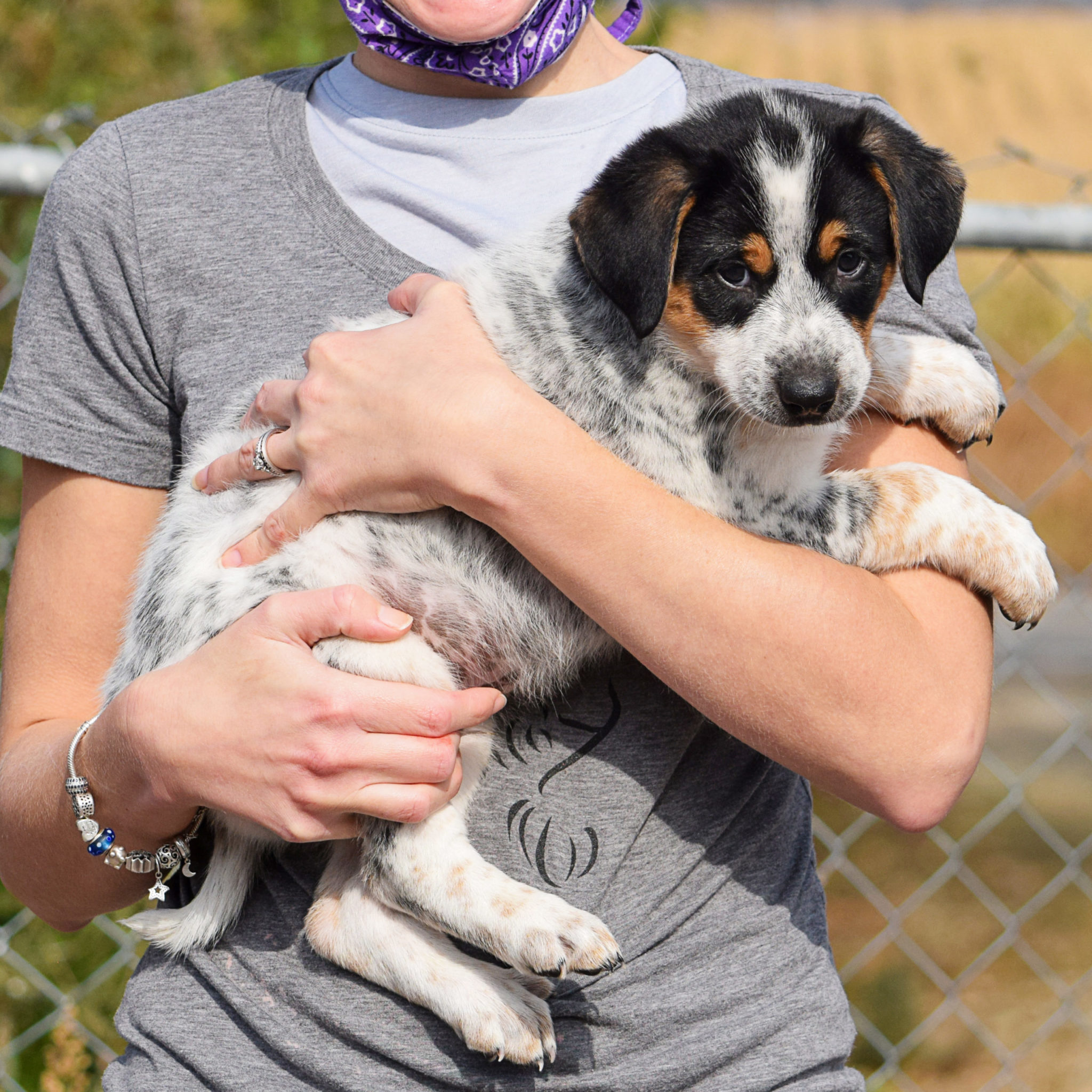 Brewster Animal House Shelter