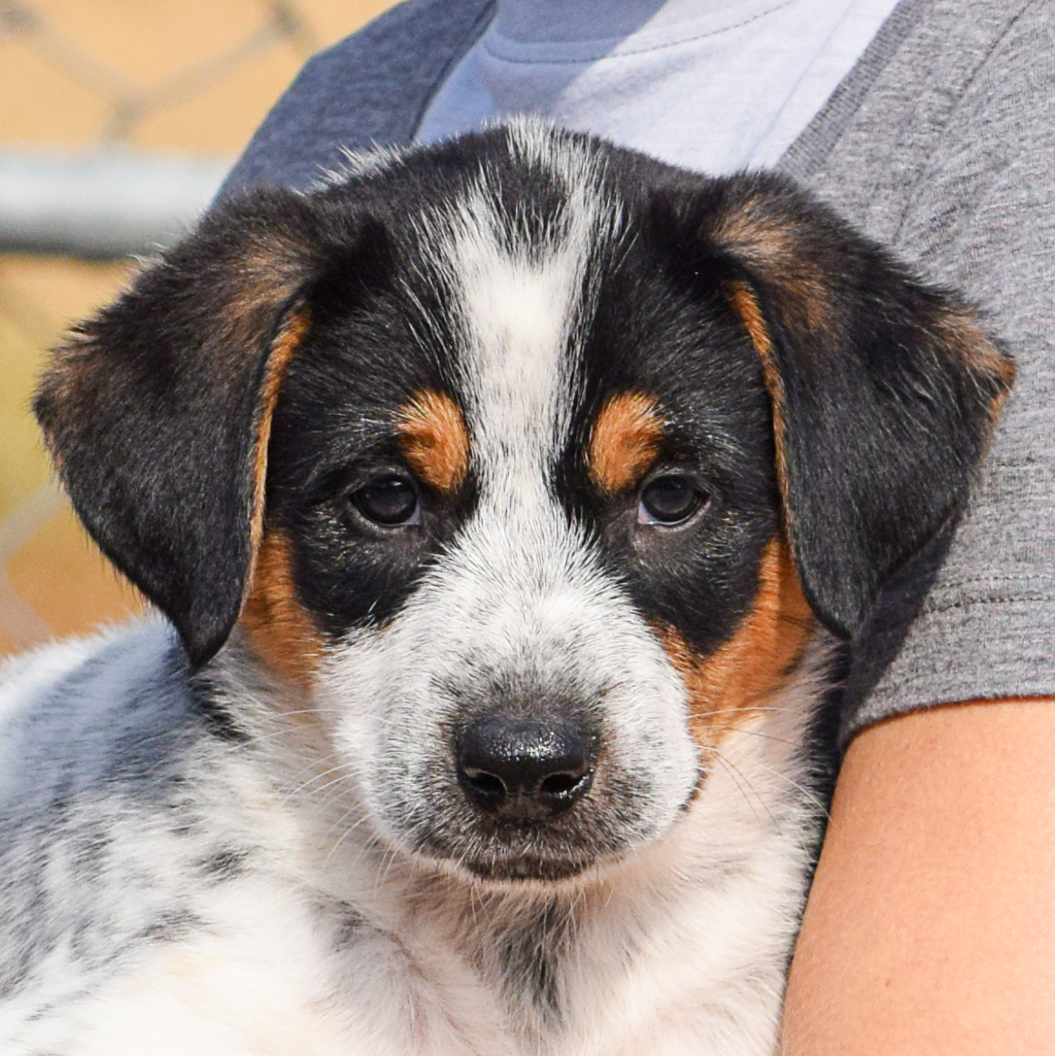 Brewster Animal House Shelter