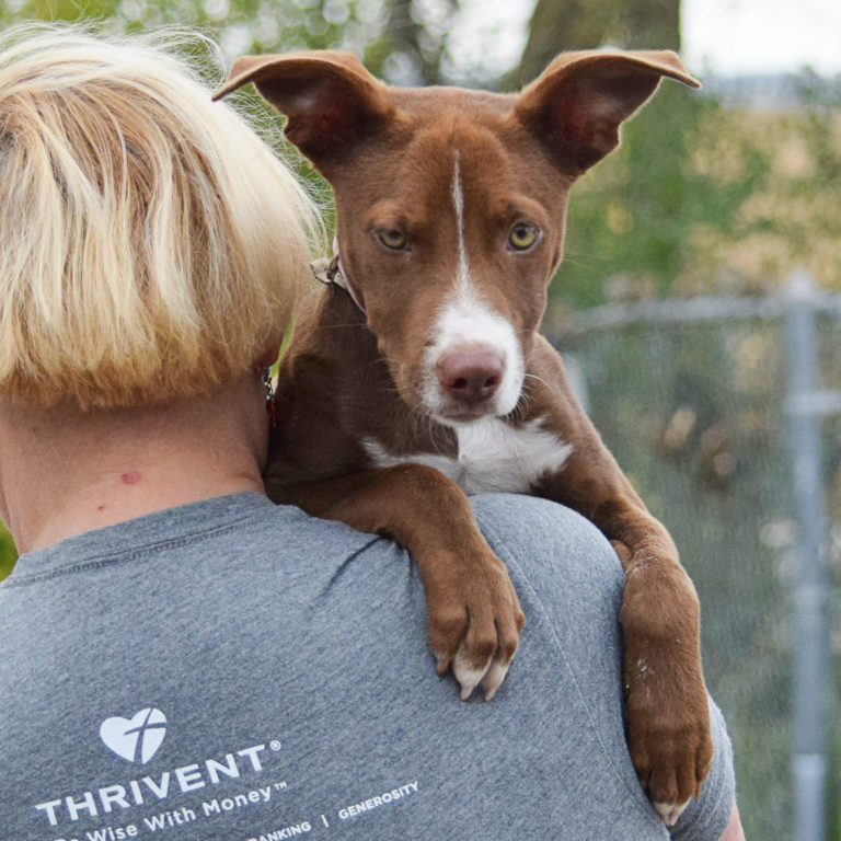 Helena Animal House Shelter