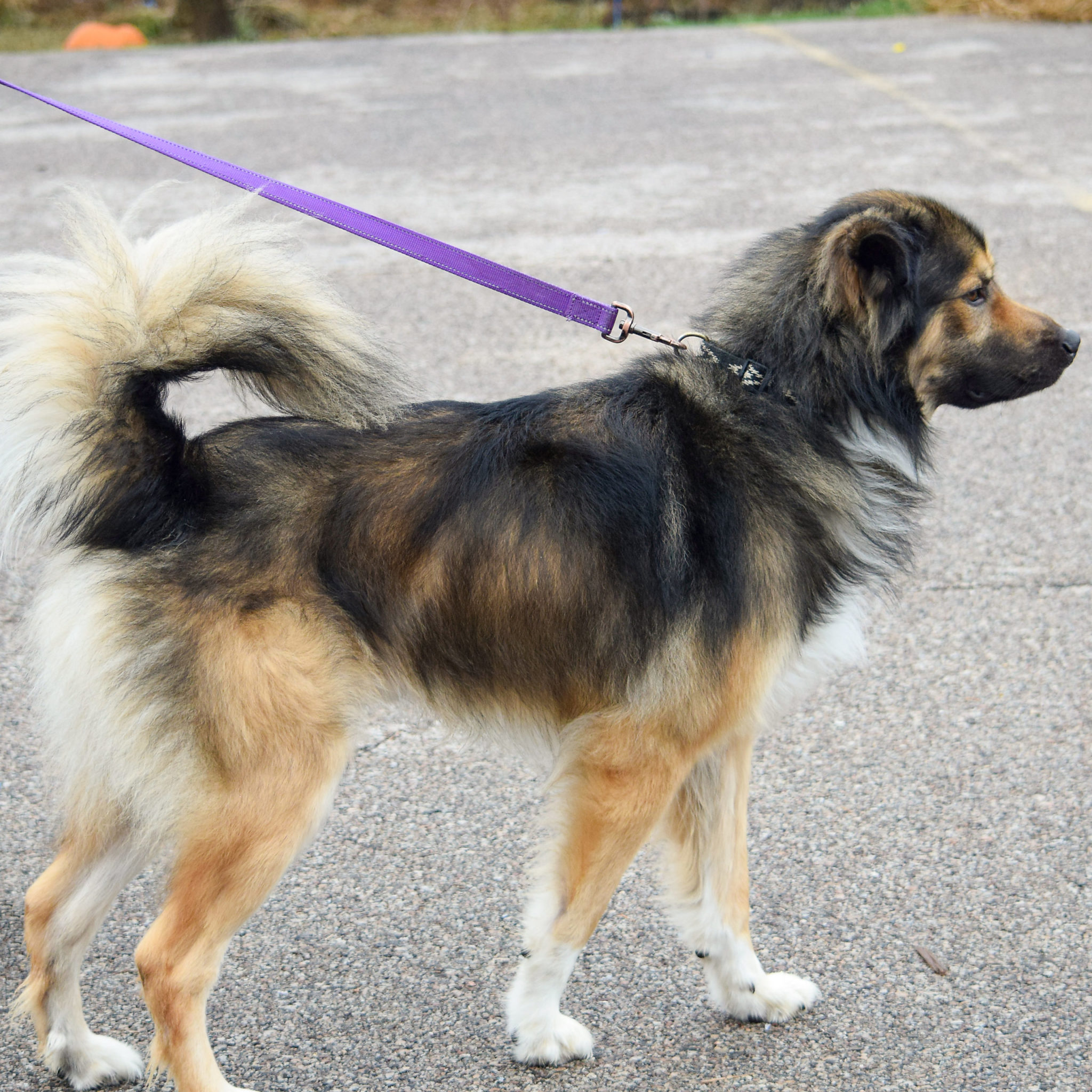 Kodiak Animal House Shelter