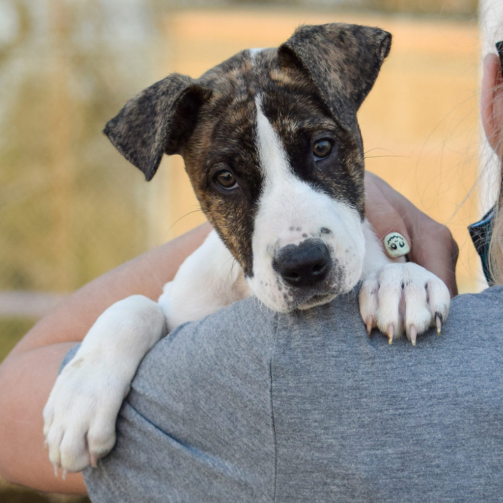 Shirley Animal House Shelter