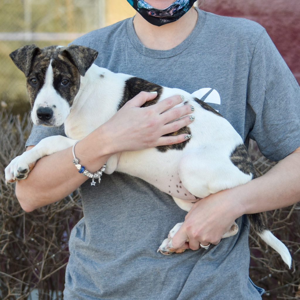 Shirley Animal House Shelter