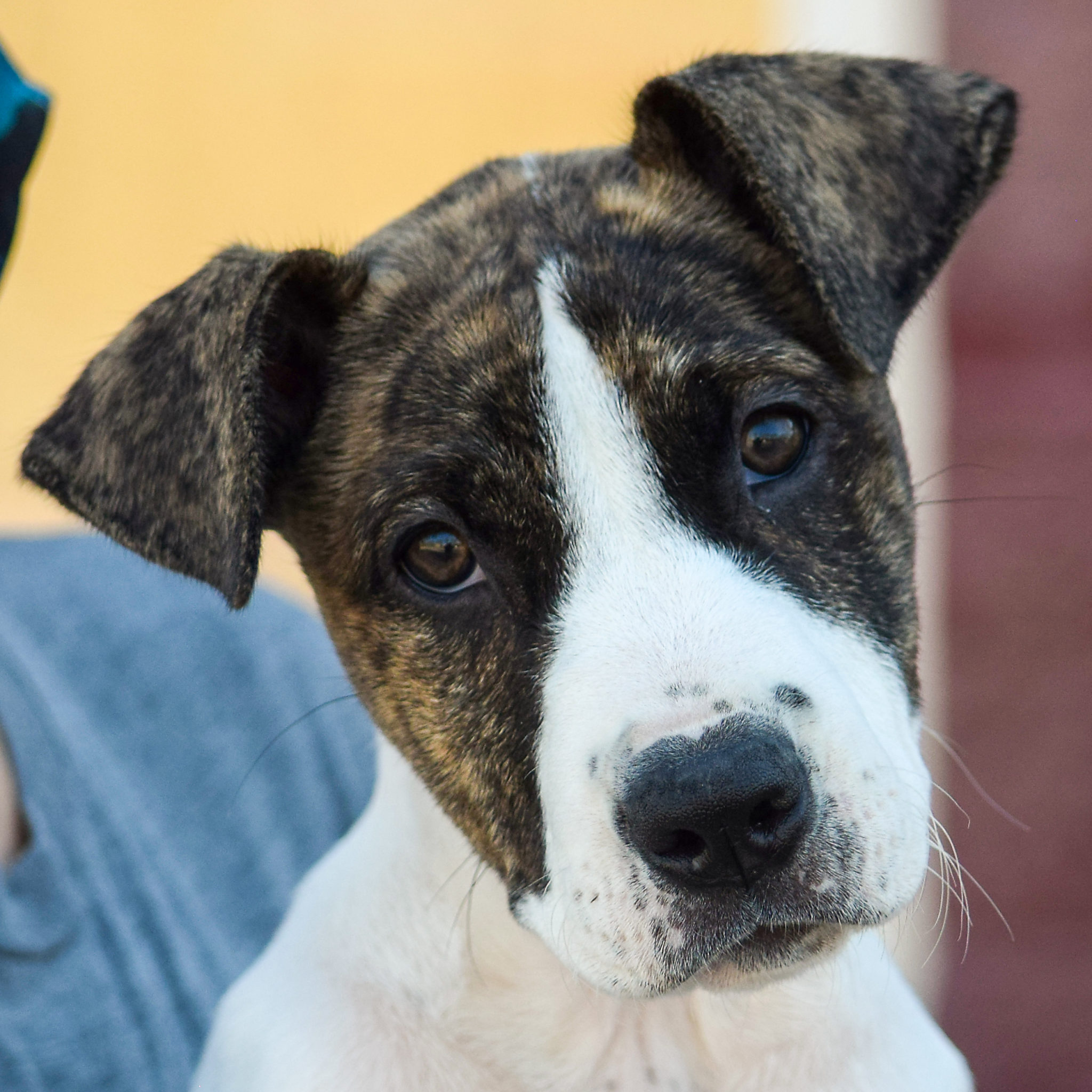 Shirley Animal House Shelter