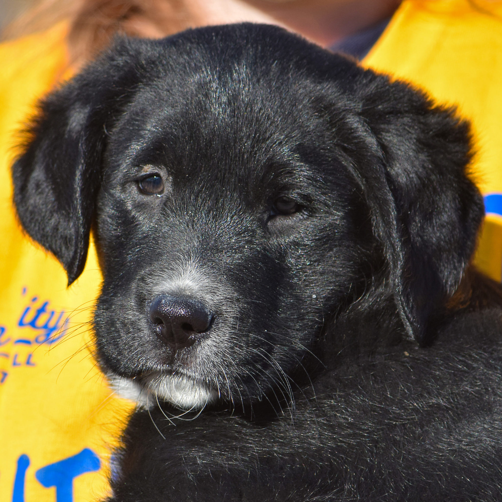 Walnut Animal House Shelter