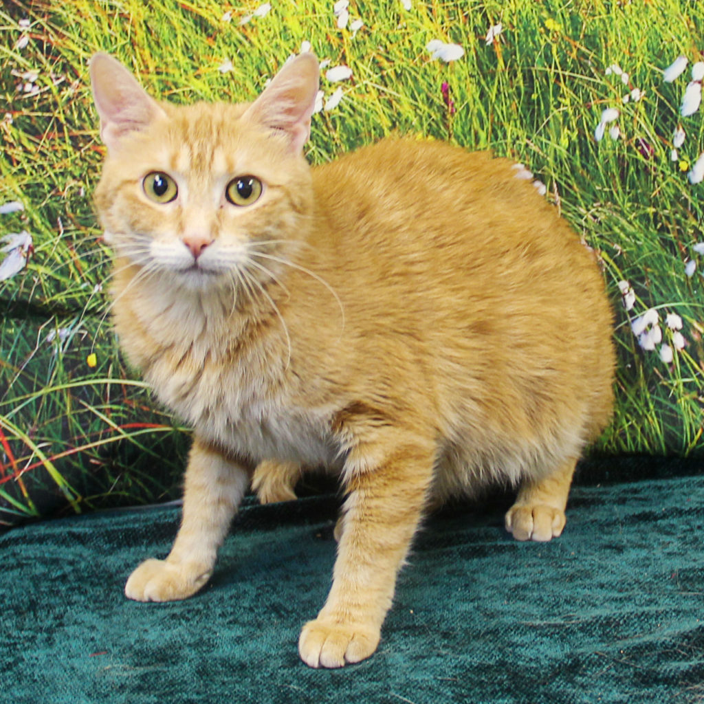 Dutchess Animal House Shelter