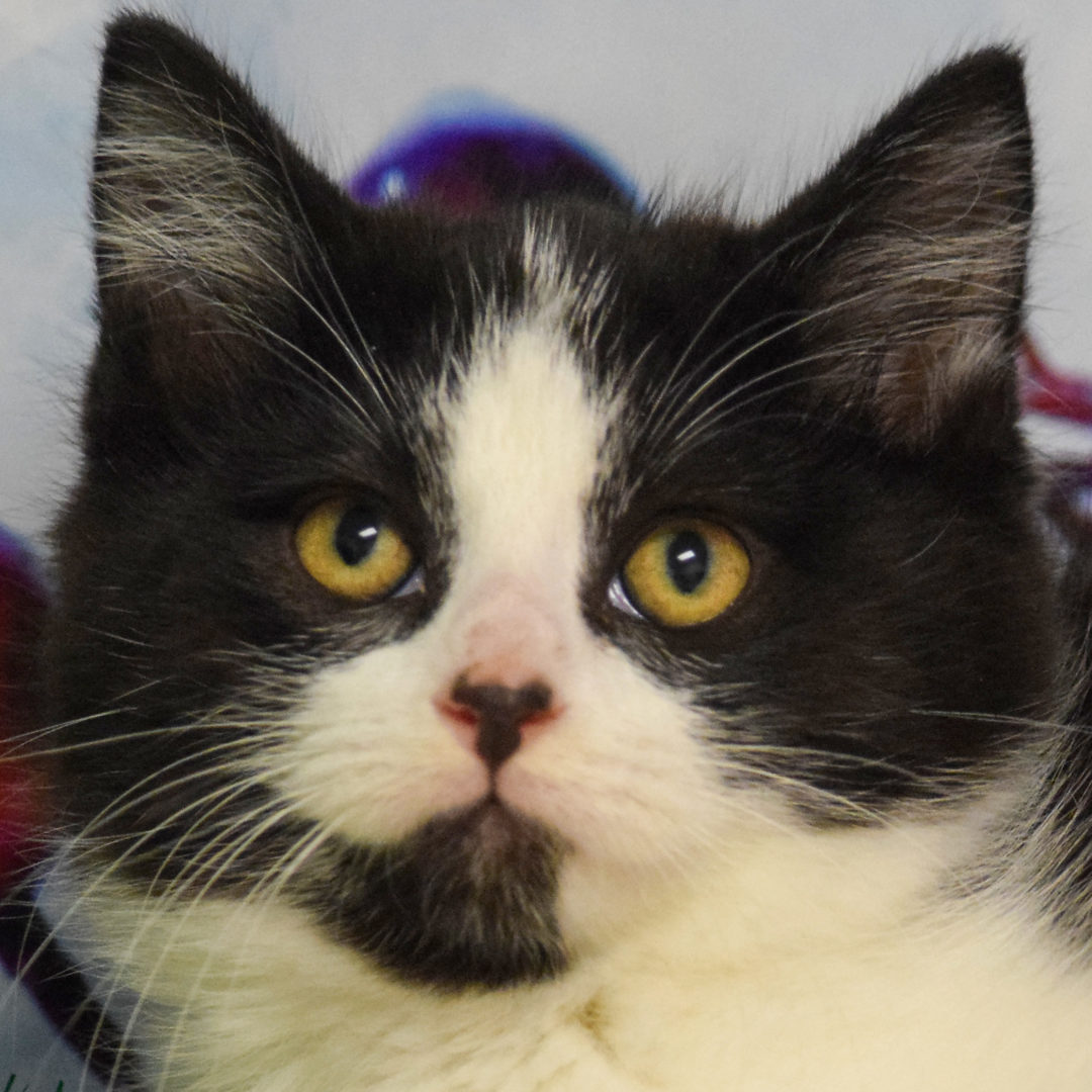 Hops - Animal House Shelter