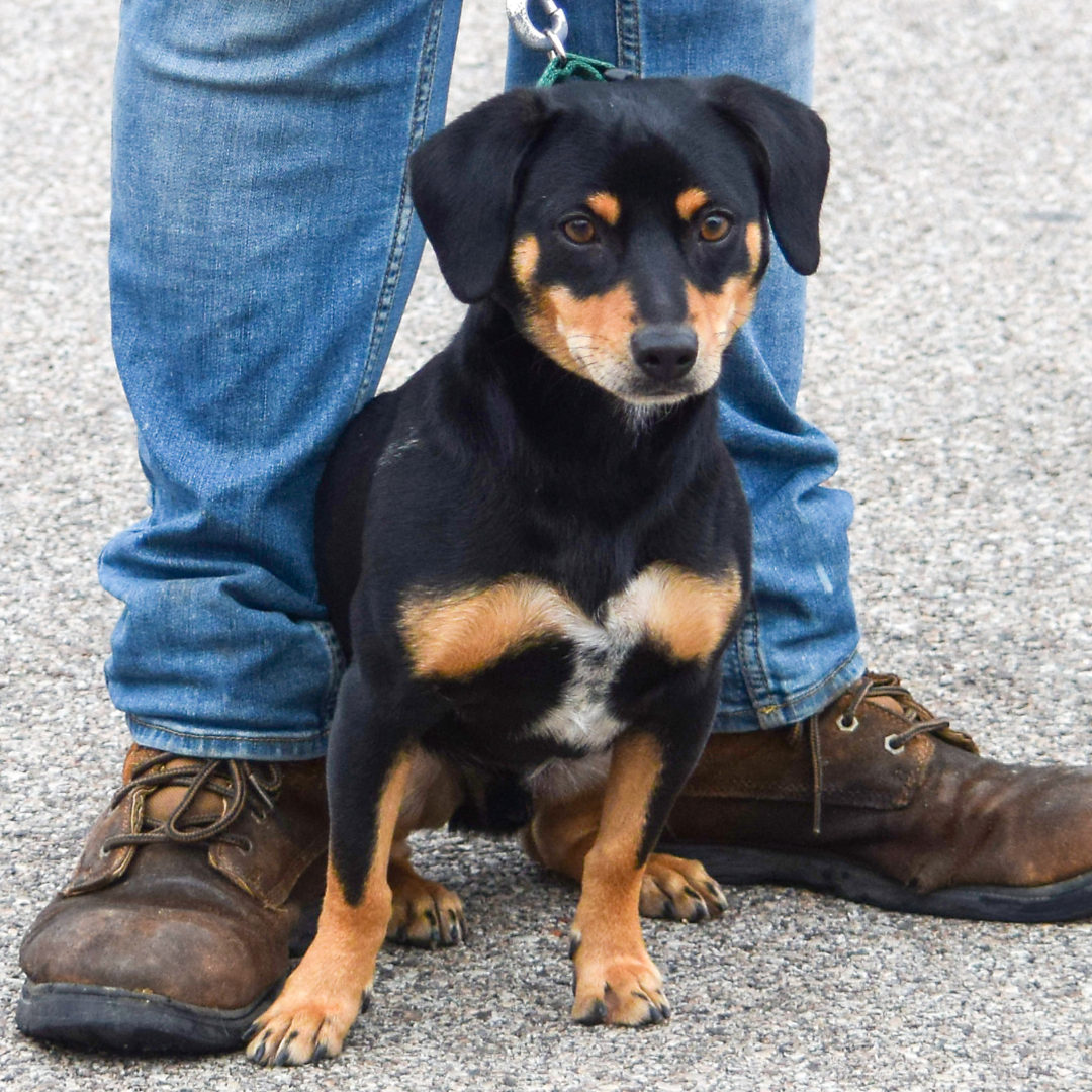 Huntley Animal House Shelter