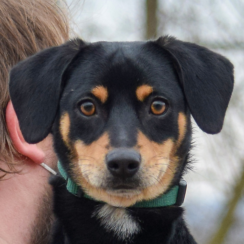 Huntley - Animal House Shelter Huntley - Animal House Shelter