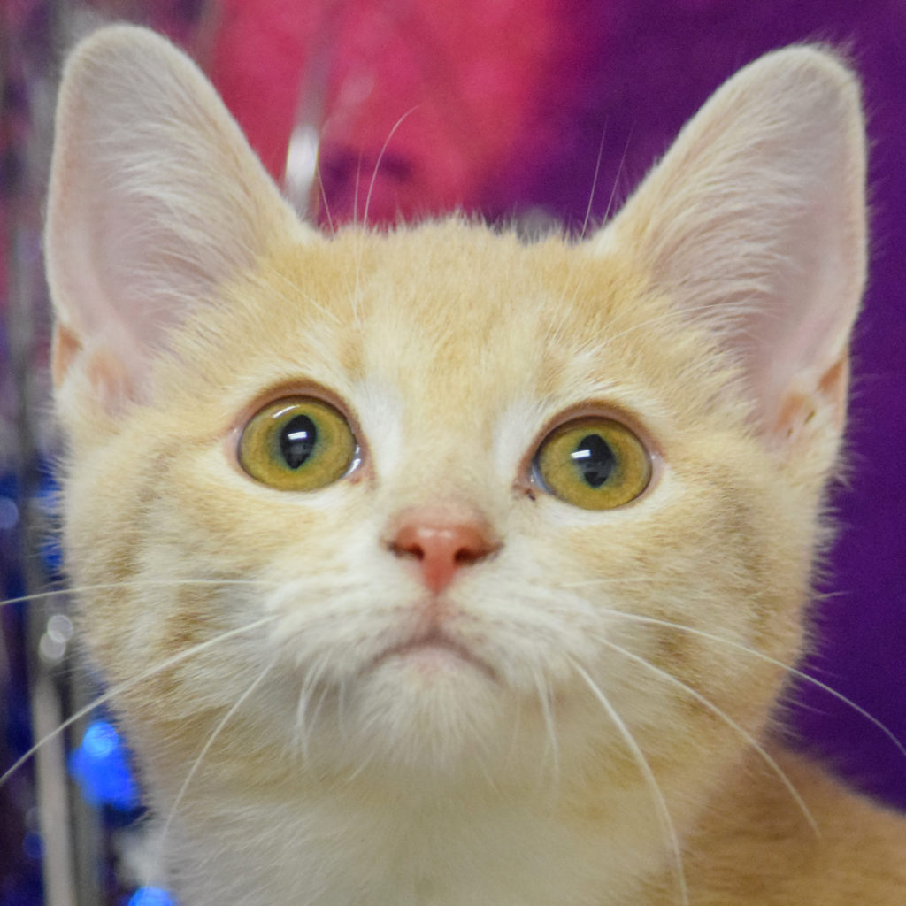 Lexi Animal House Shelter