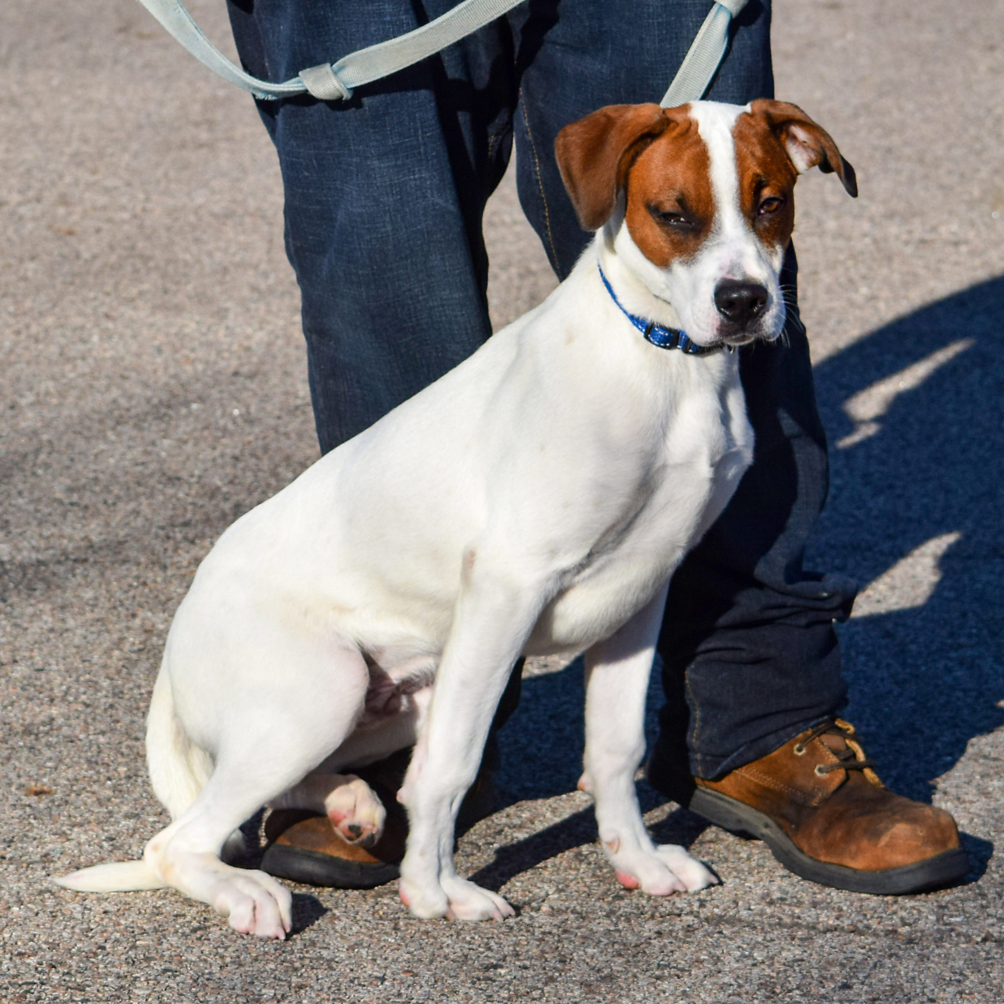 Romeo Animal House Shelter