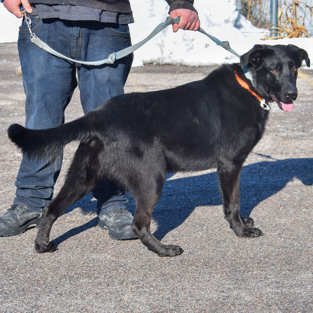 Denver - Animal House Shelter