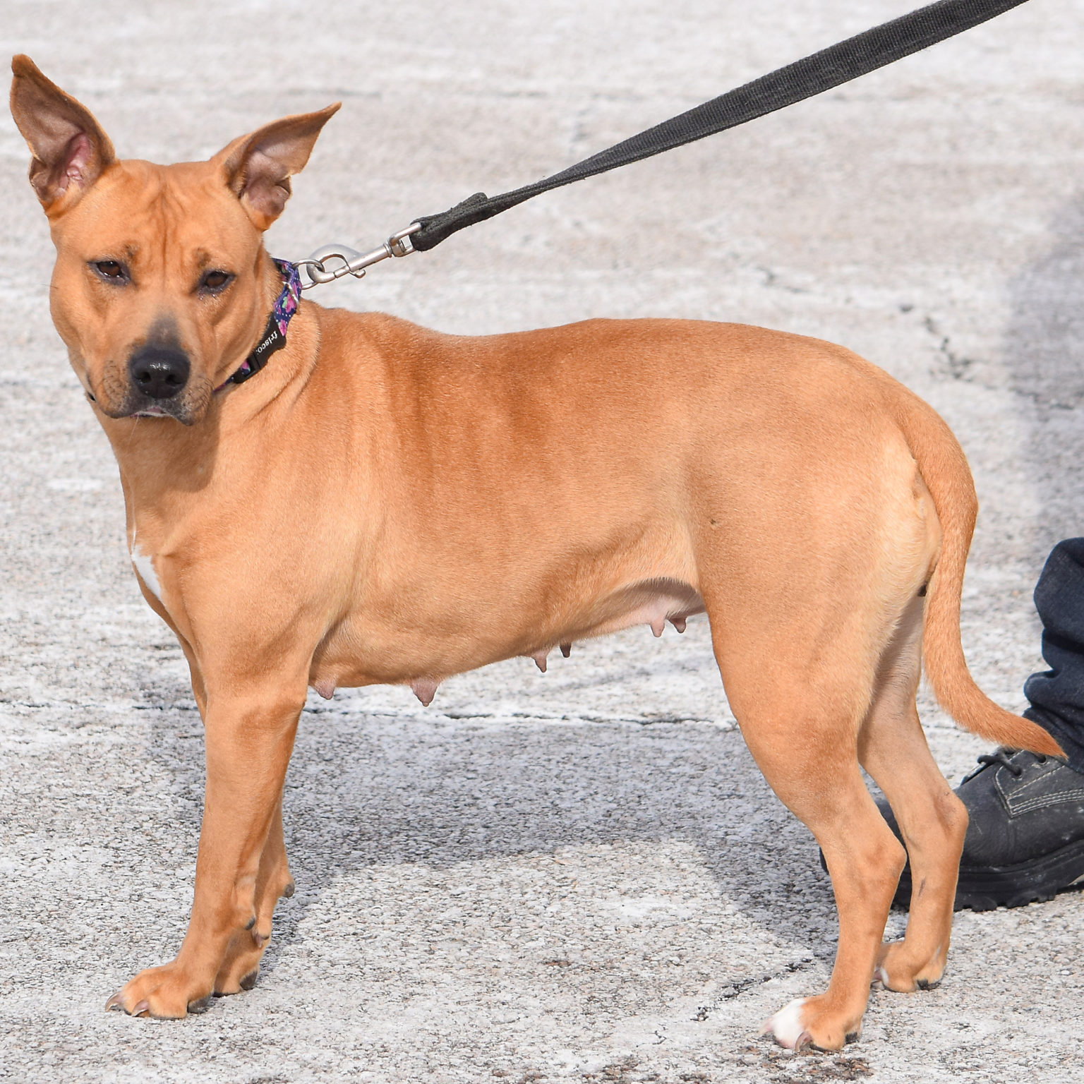 Skeeter | Animal House Shelter