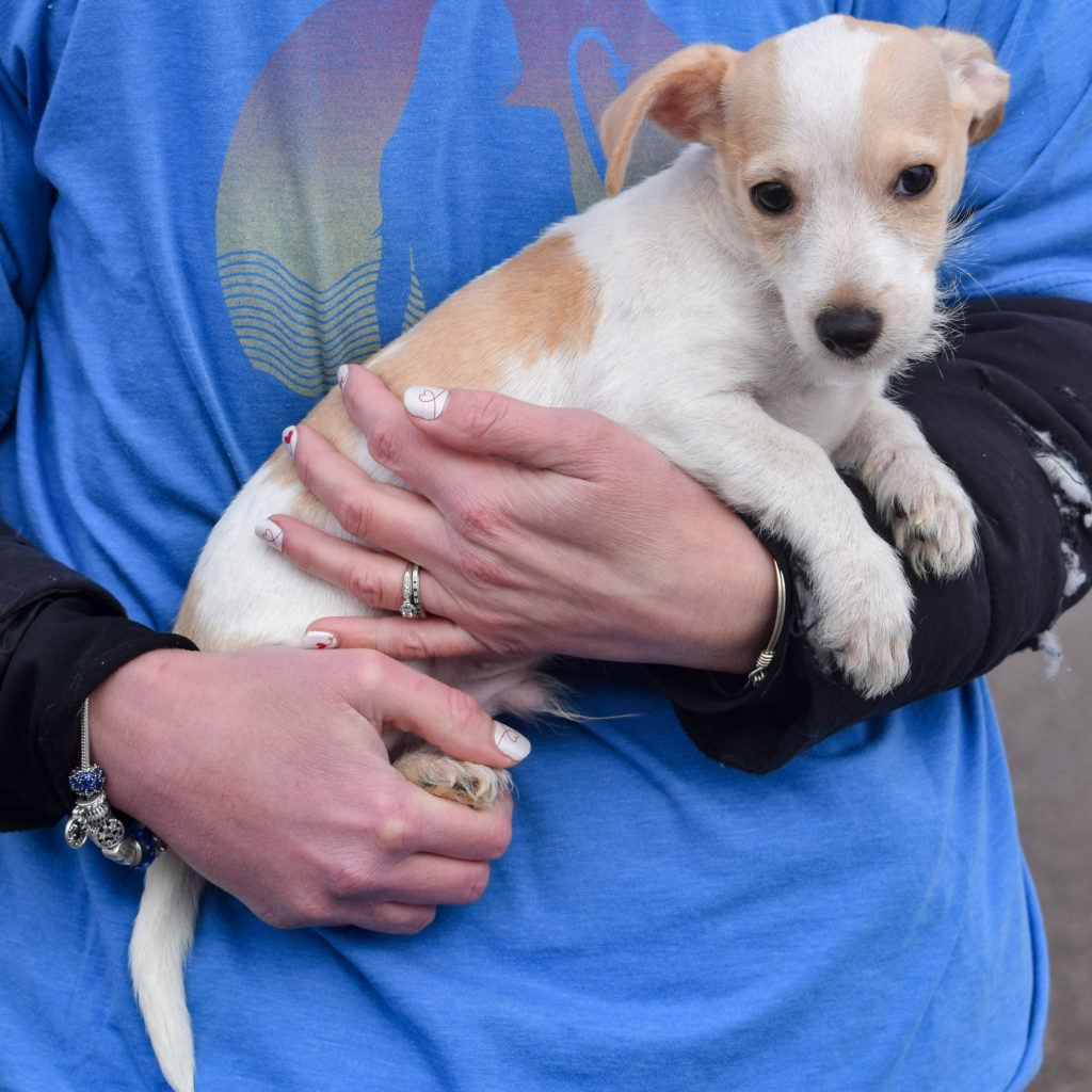 Carlin Animal House Shelter