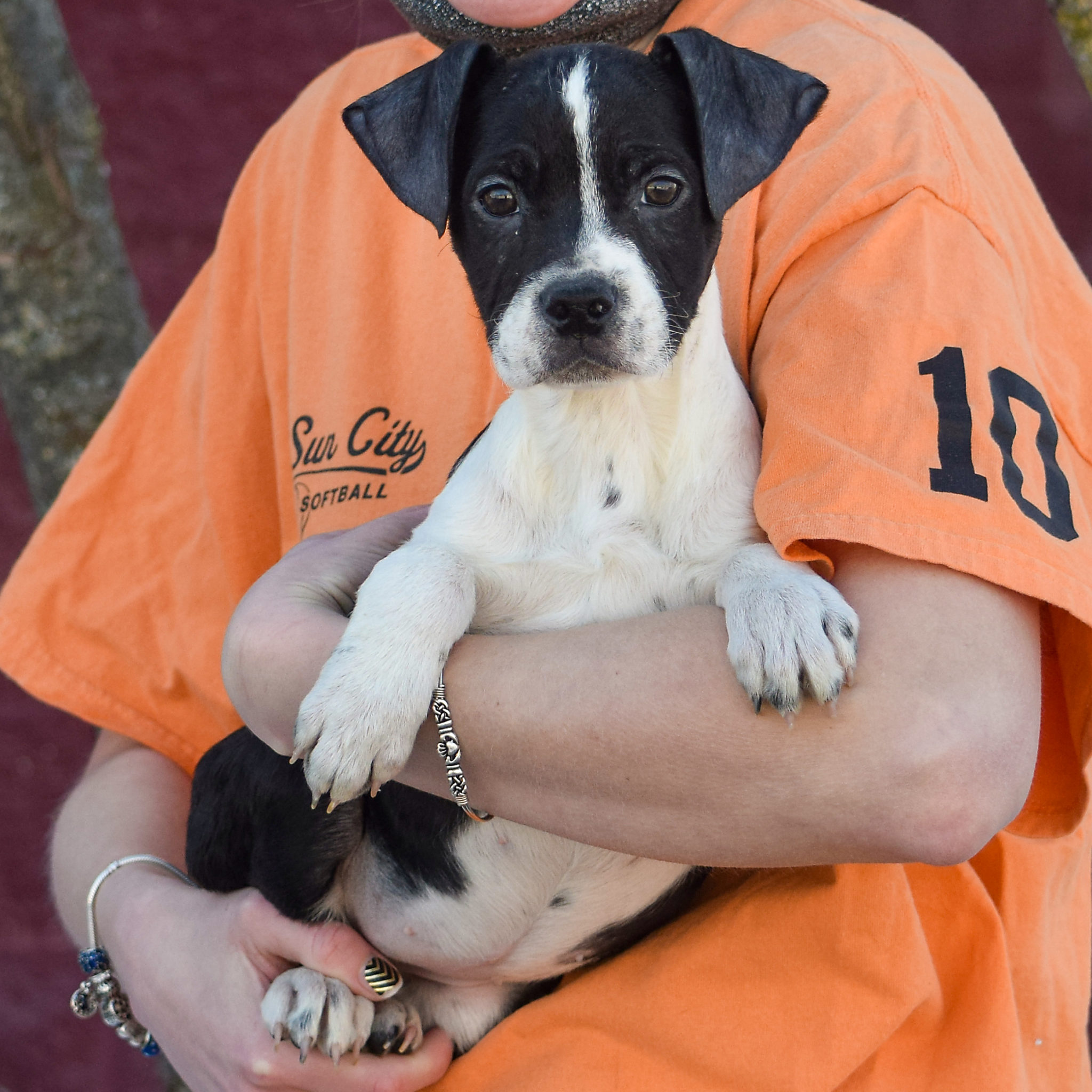 Columbia Animal House Shelter