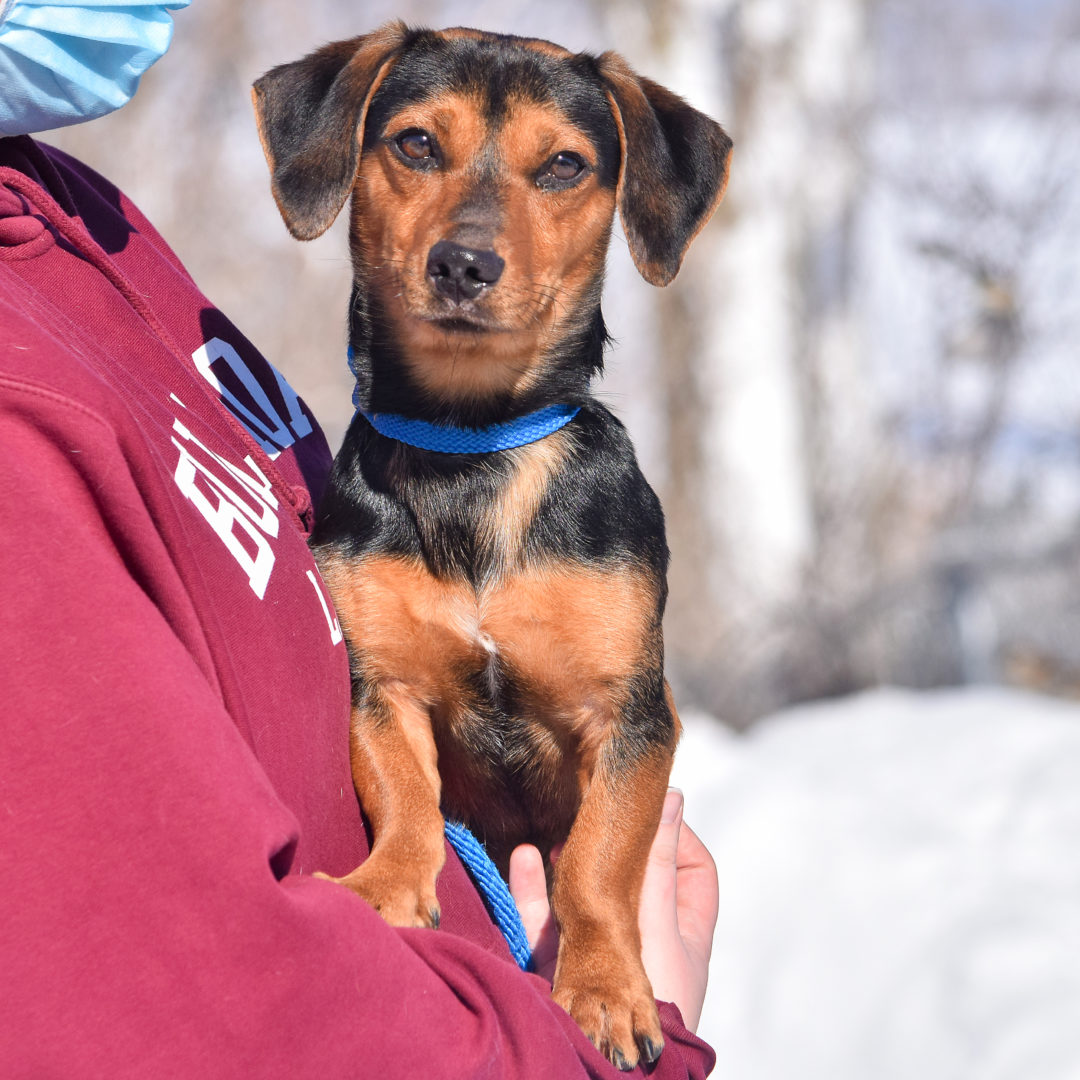 Lodi Animal House Shelter