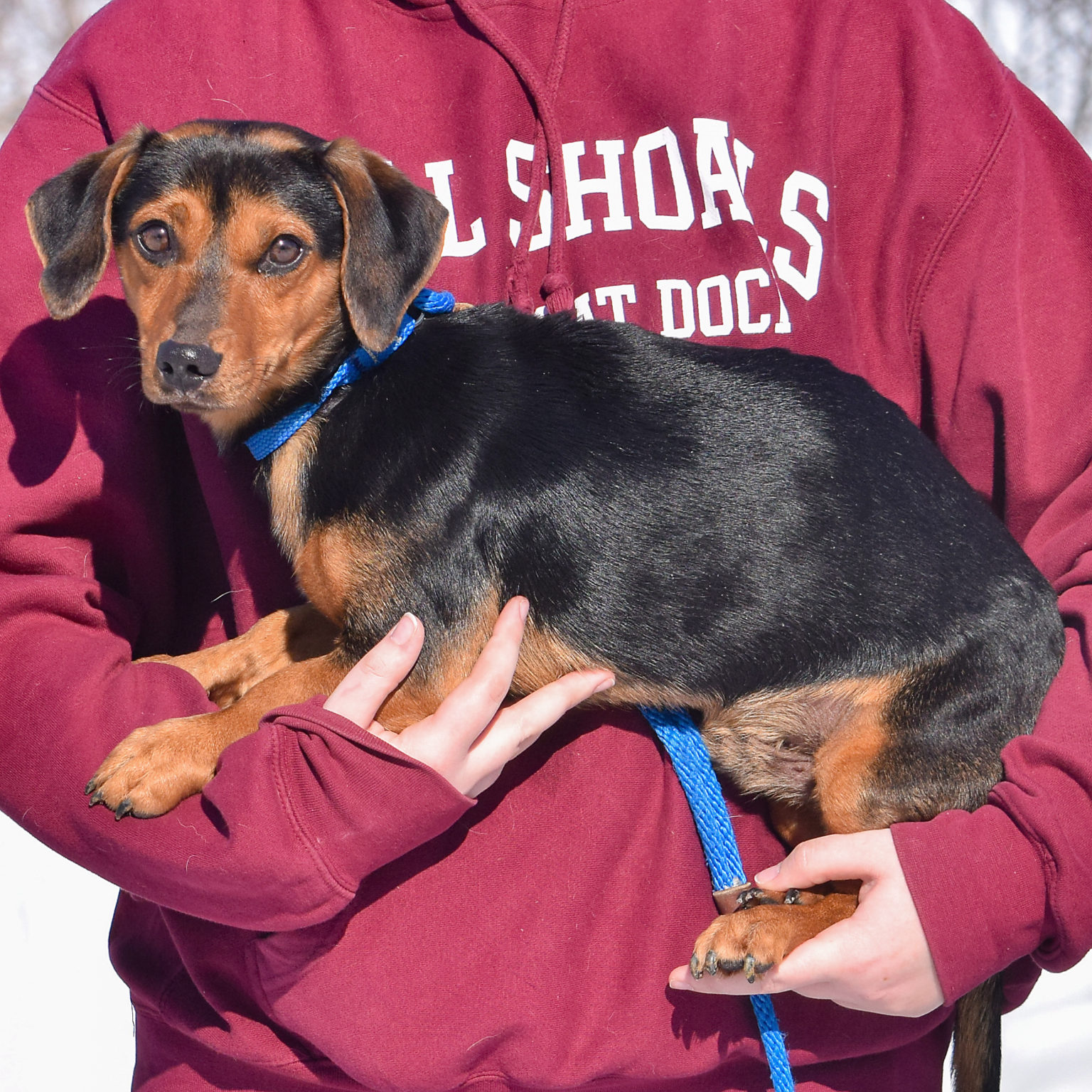 Lodi Animal House Shelter