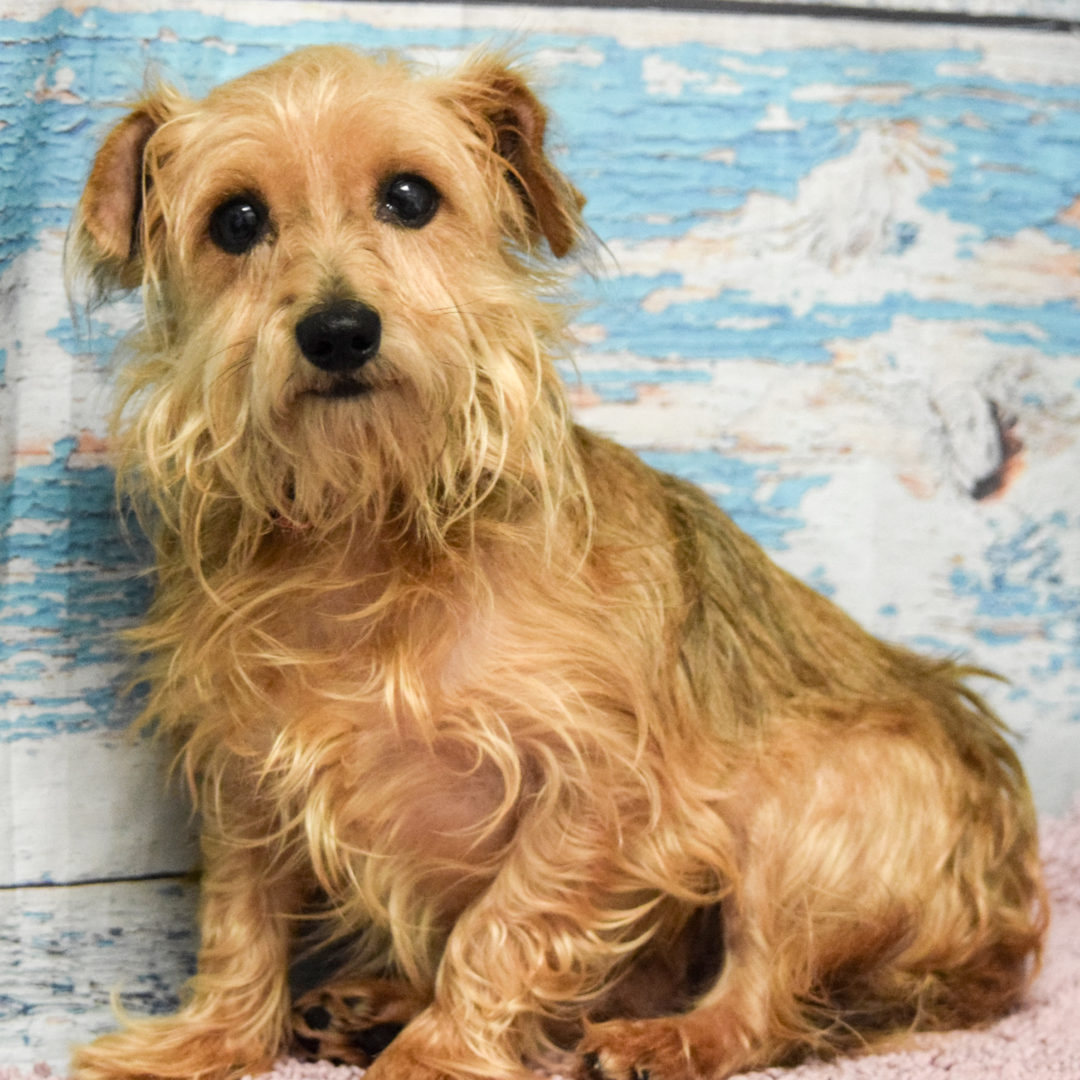 Newton Animal House Shelter