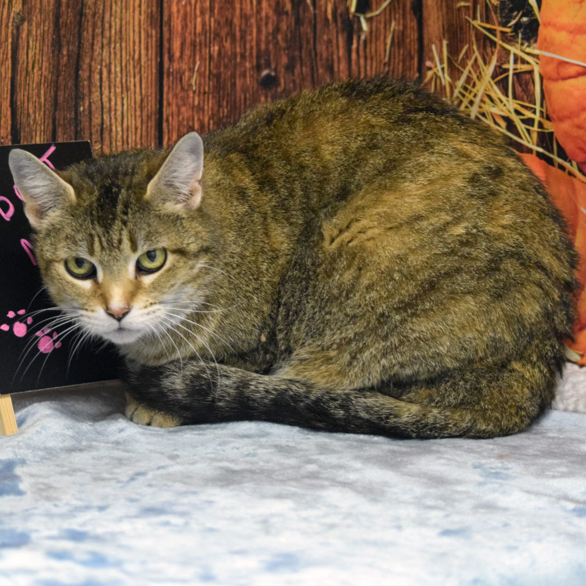 Auburn animal house shelter