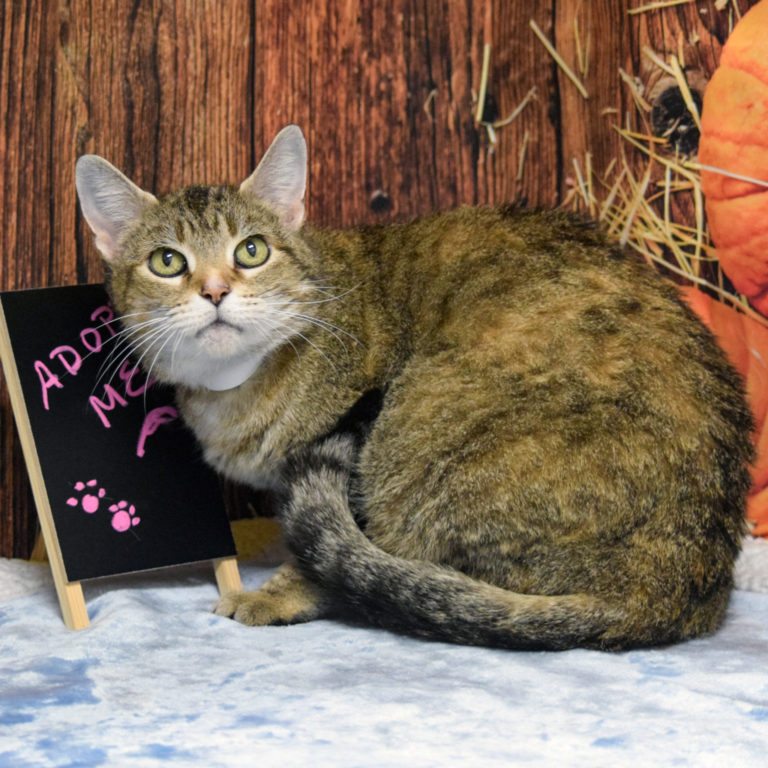 Auburn animal house shelter