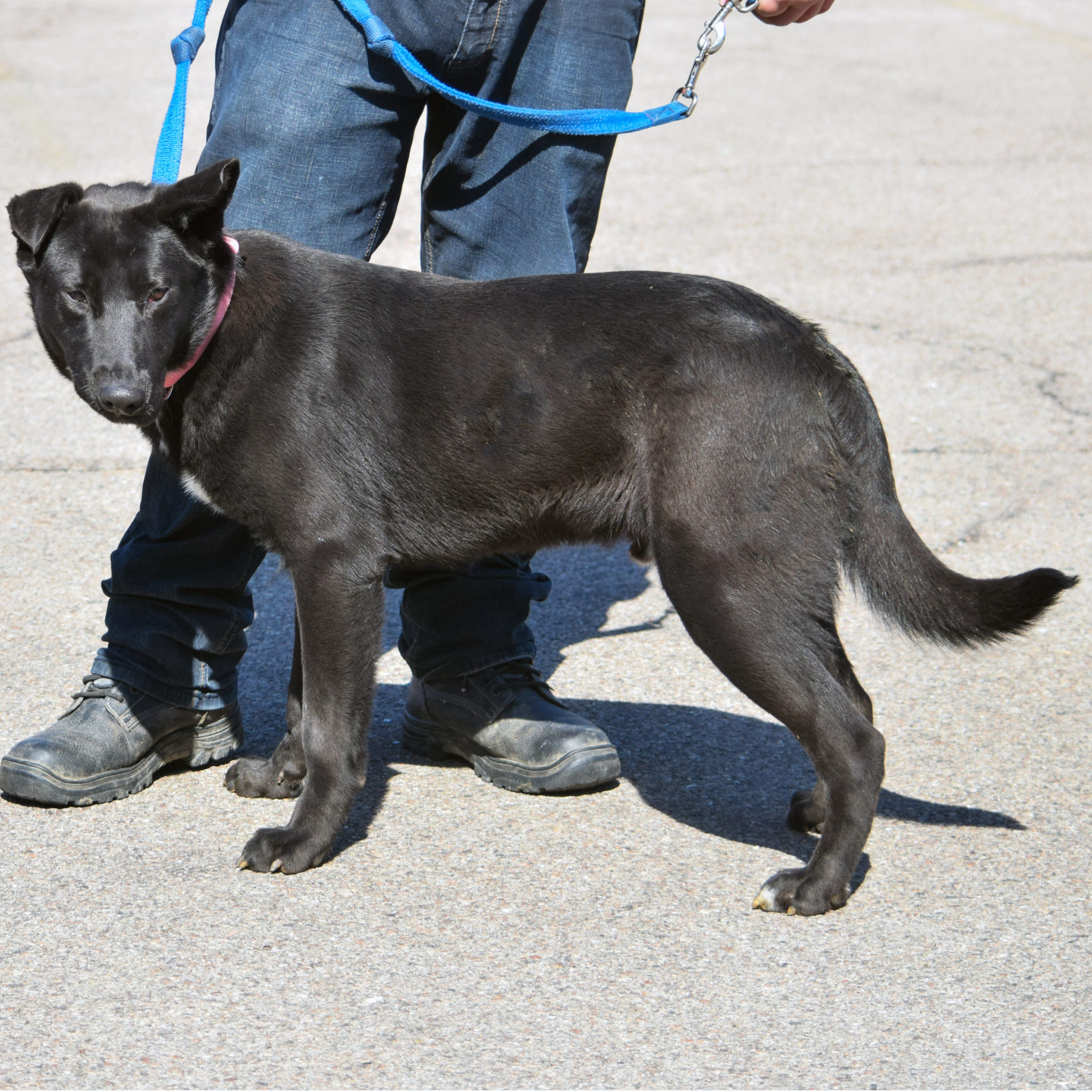 Bruce Animal House Shelter