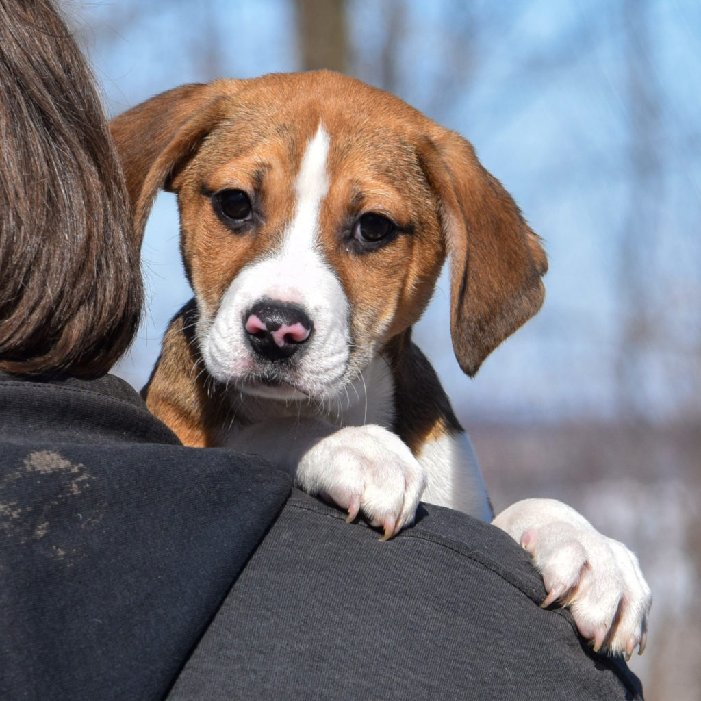 Chop Animal House Shelter