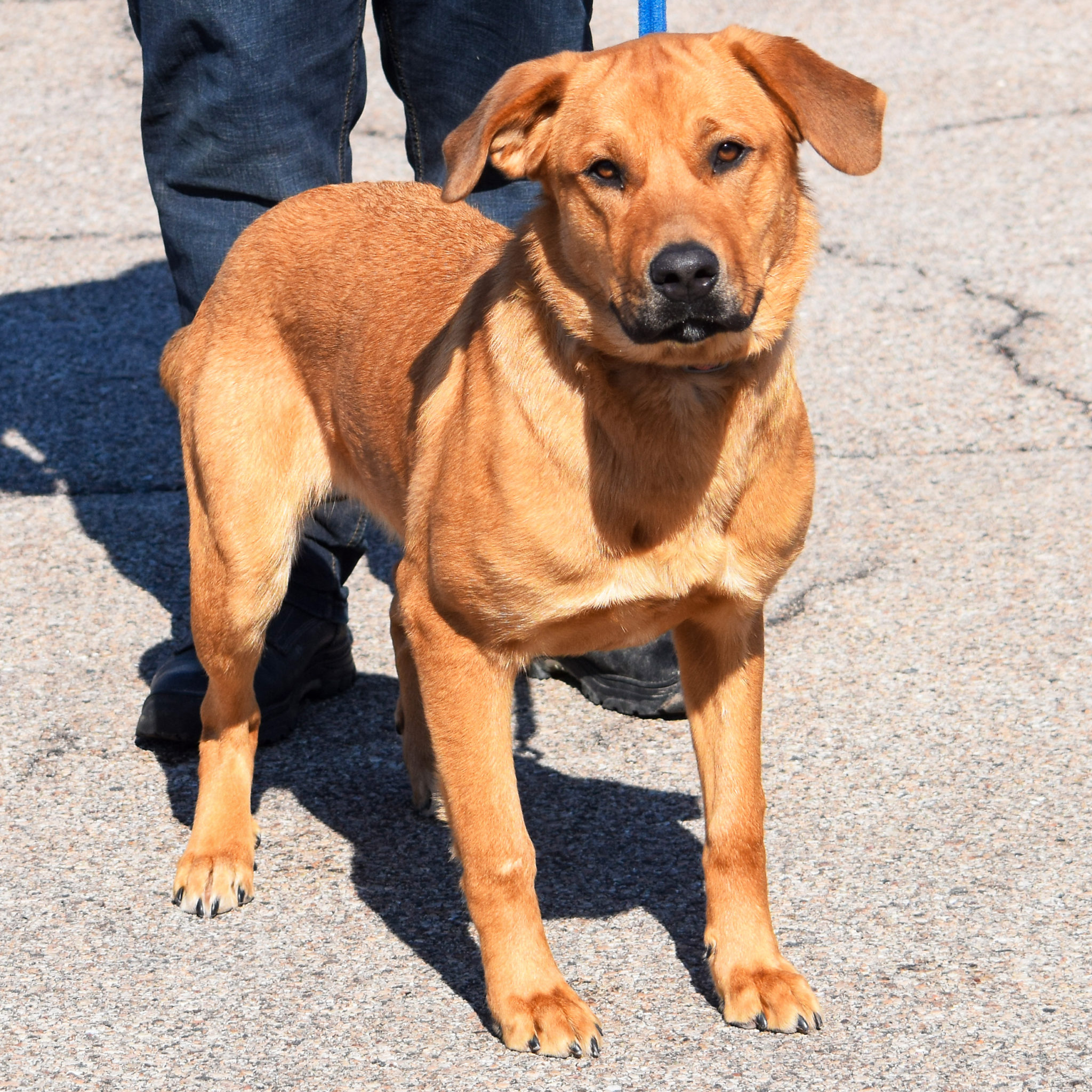 Kennedy Animal House Shelter