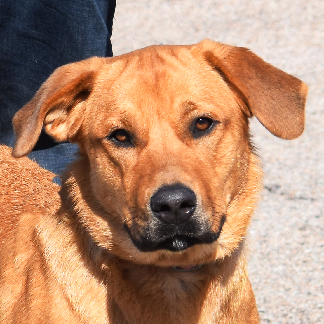 Kennedy Animal House Shelter