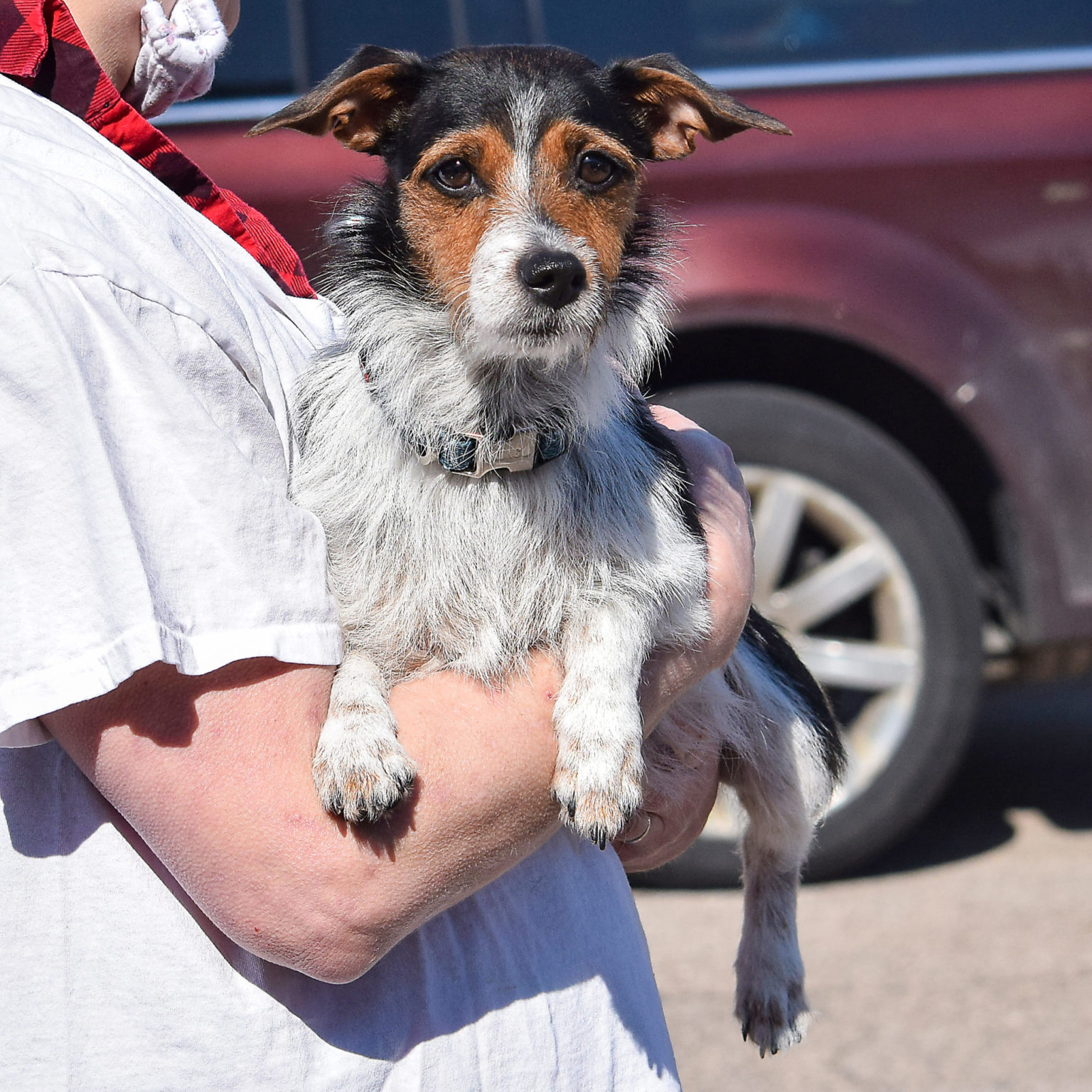 Laurel Animal House Shelter