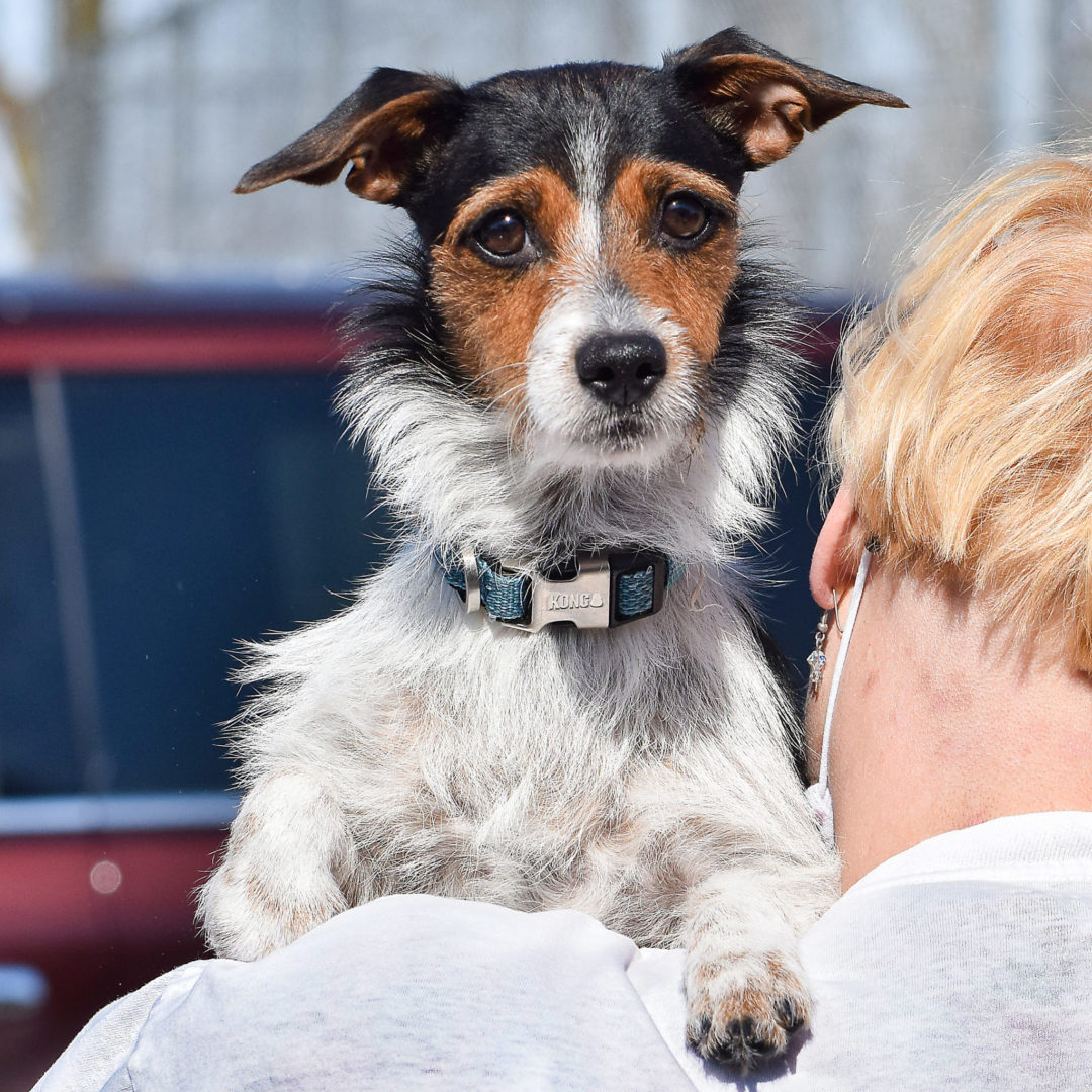 Laurel Animal House Shelter