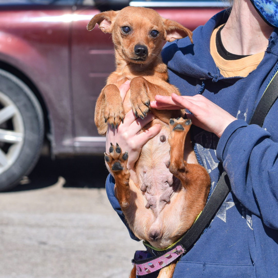 Raleigh Animal House Shelter