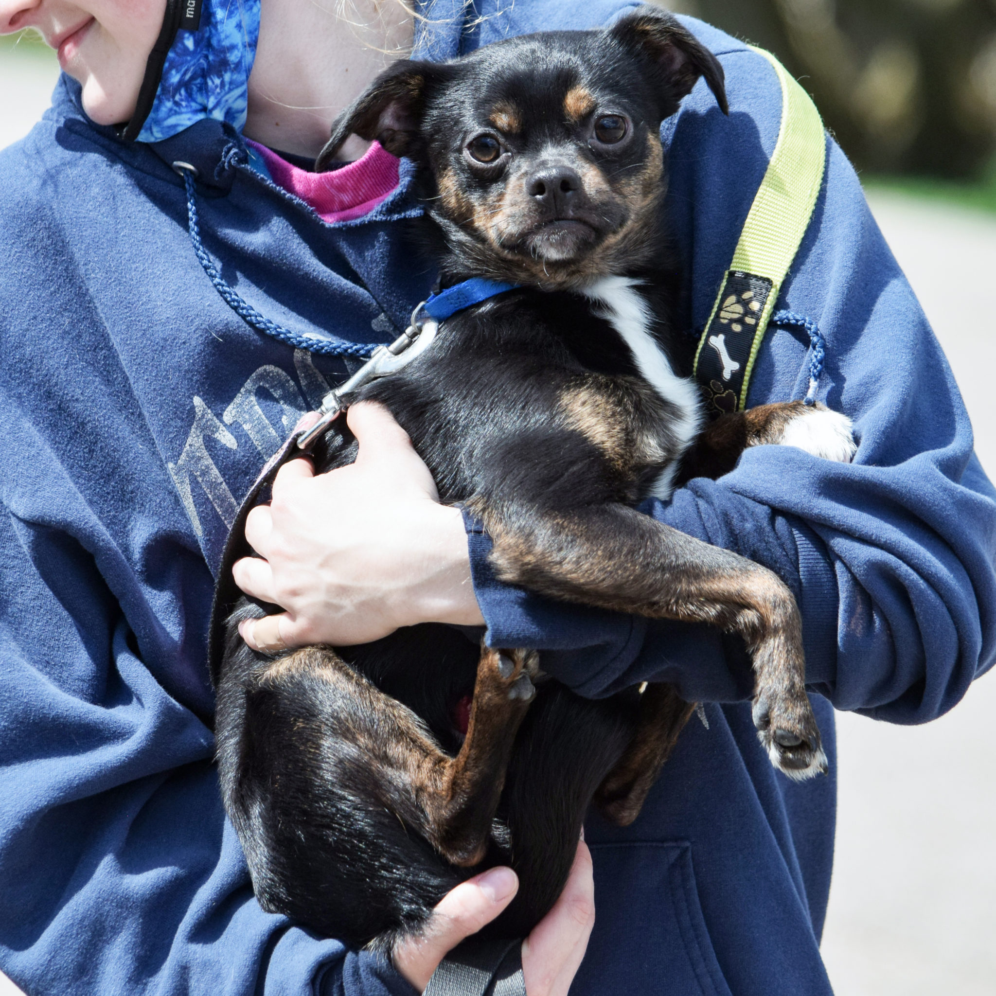 Jackson Animal House Shelter