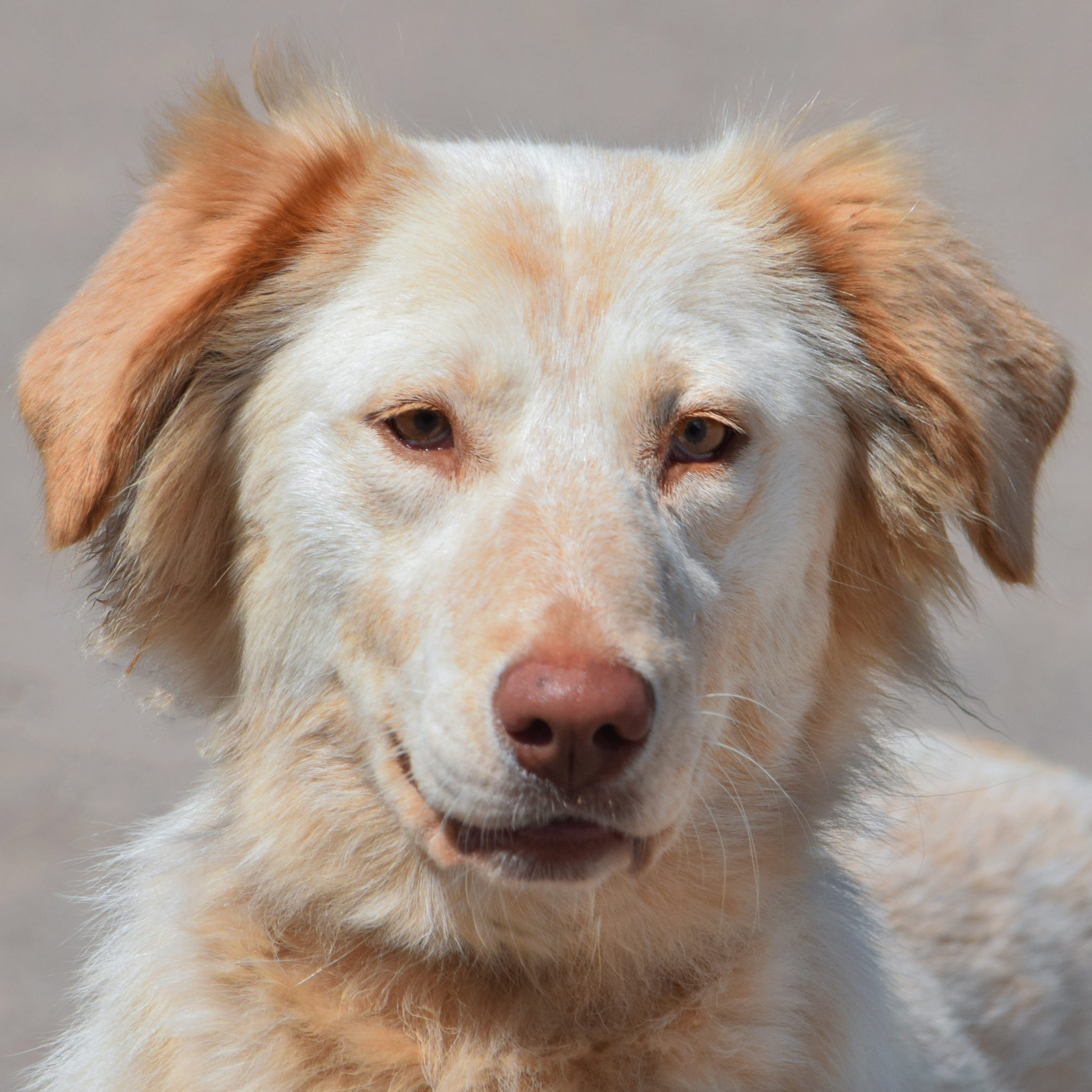 Juliet Animal House Shelter