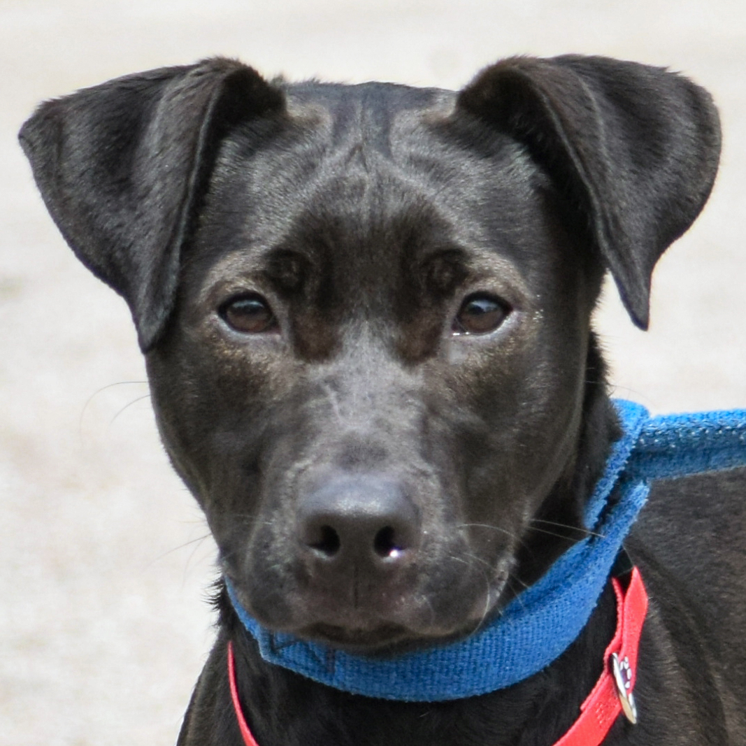 Find a Dog to Adopt or Foster Animal House Shelter