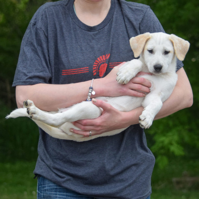 Helena Animal House Shelter