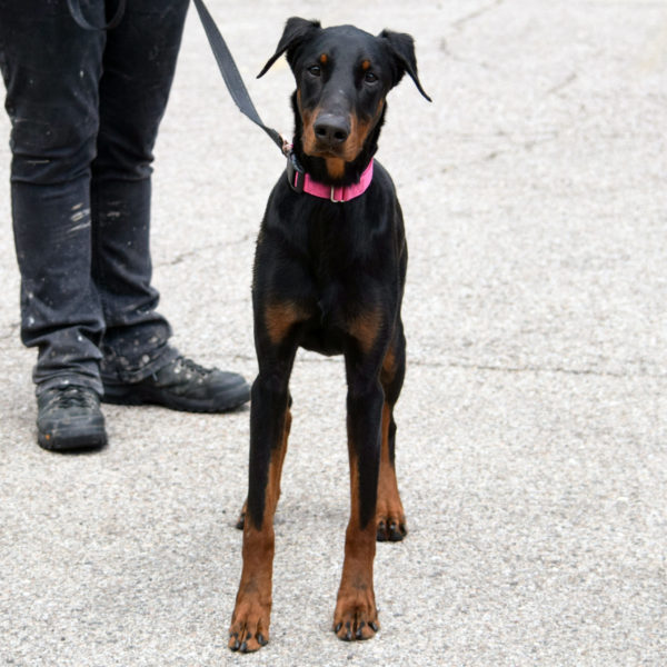 Hoyt dobermans sales