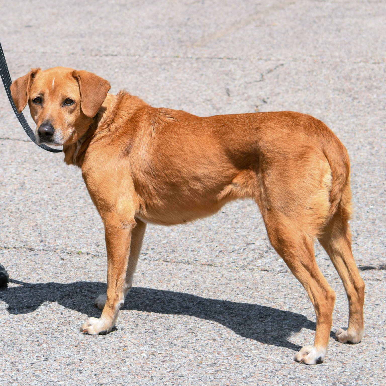 Madison Animal House Shelter