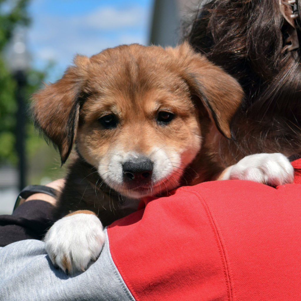 Monroe Animal House Shelter