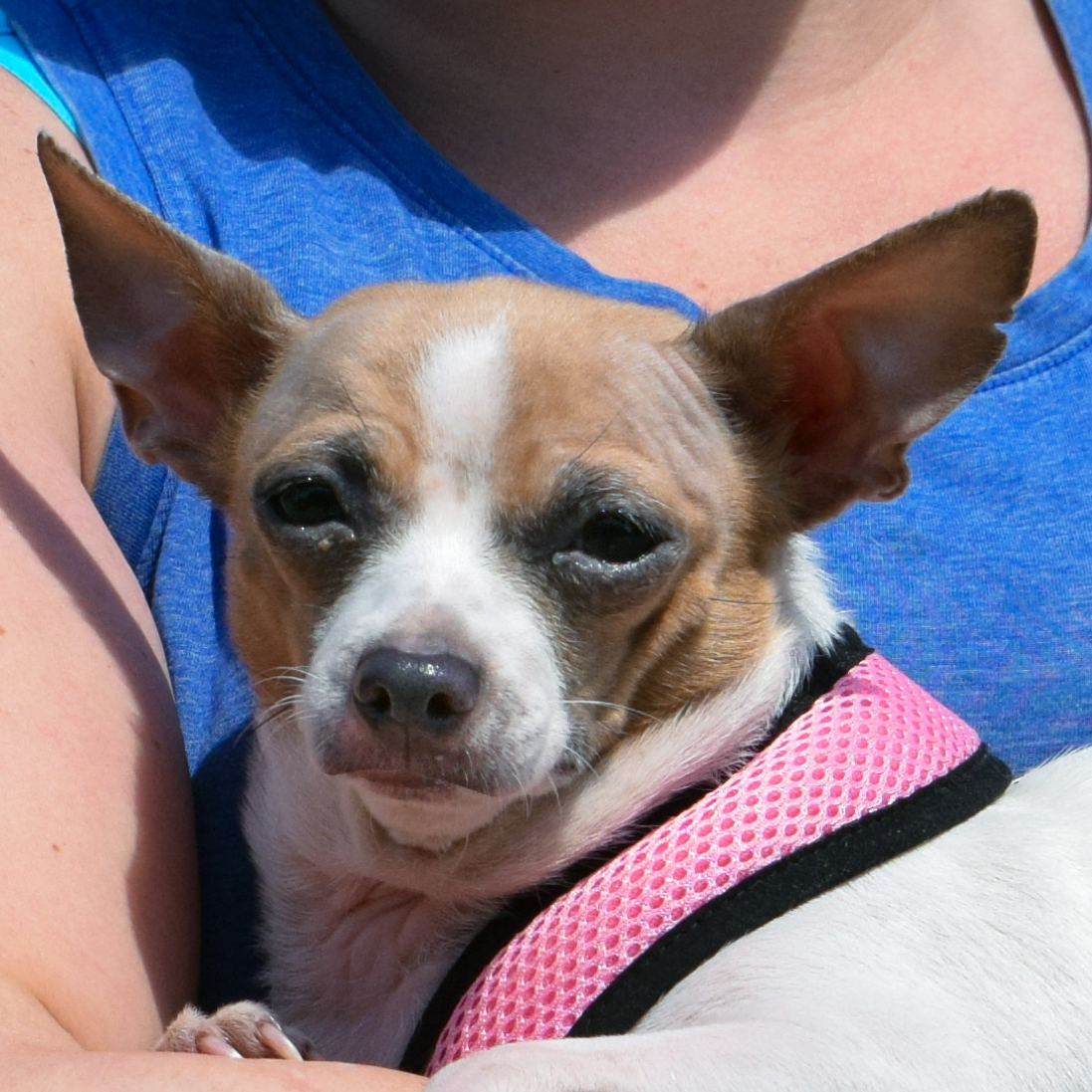 Anna Animal House Shelter