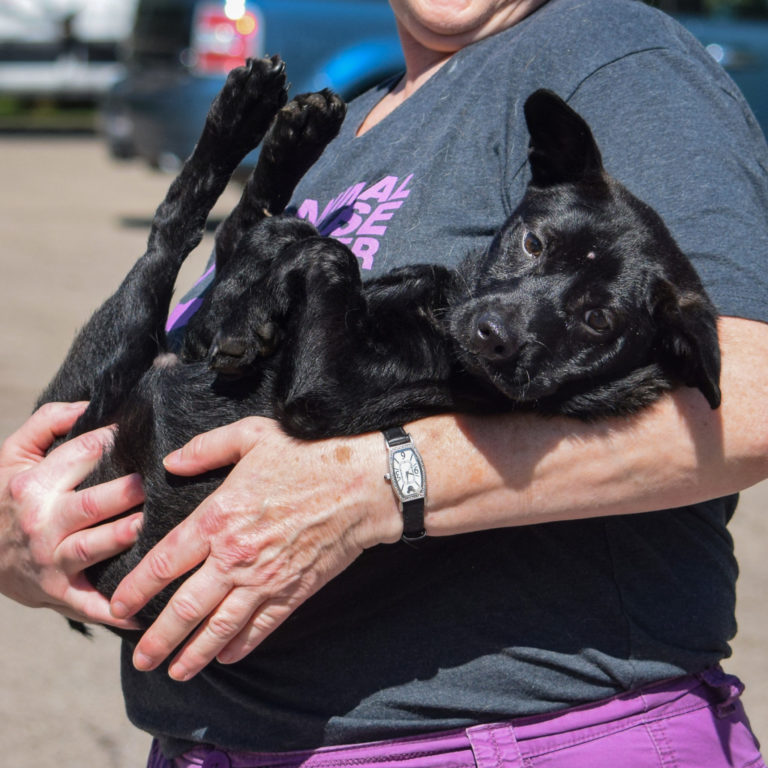 Cocoa Animal House Shelter