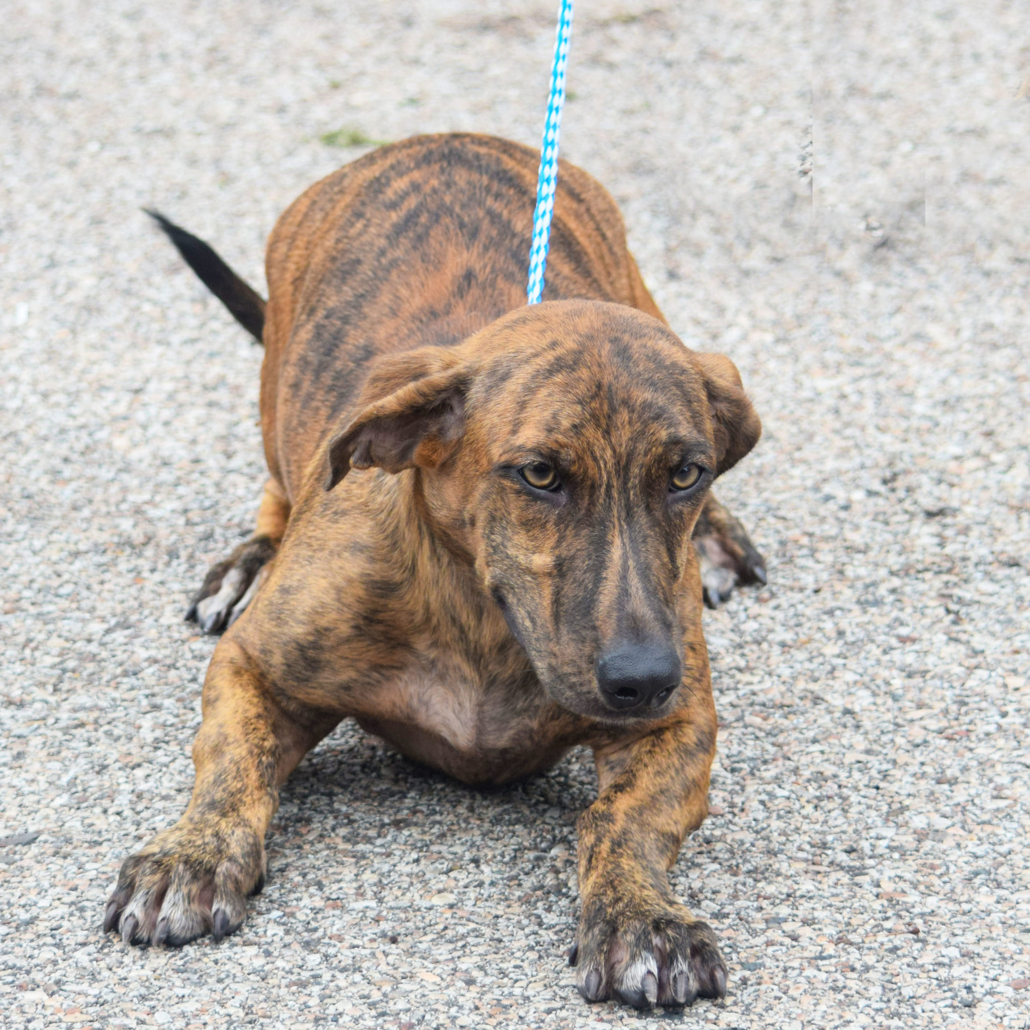 Elmira Animal House Shelter