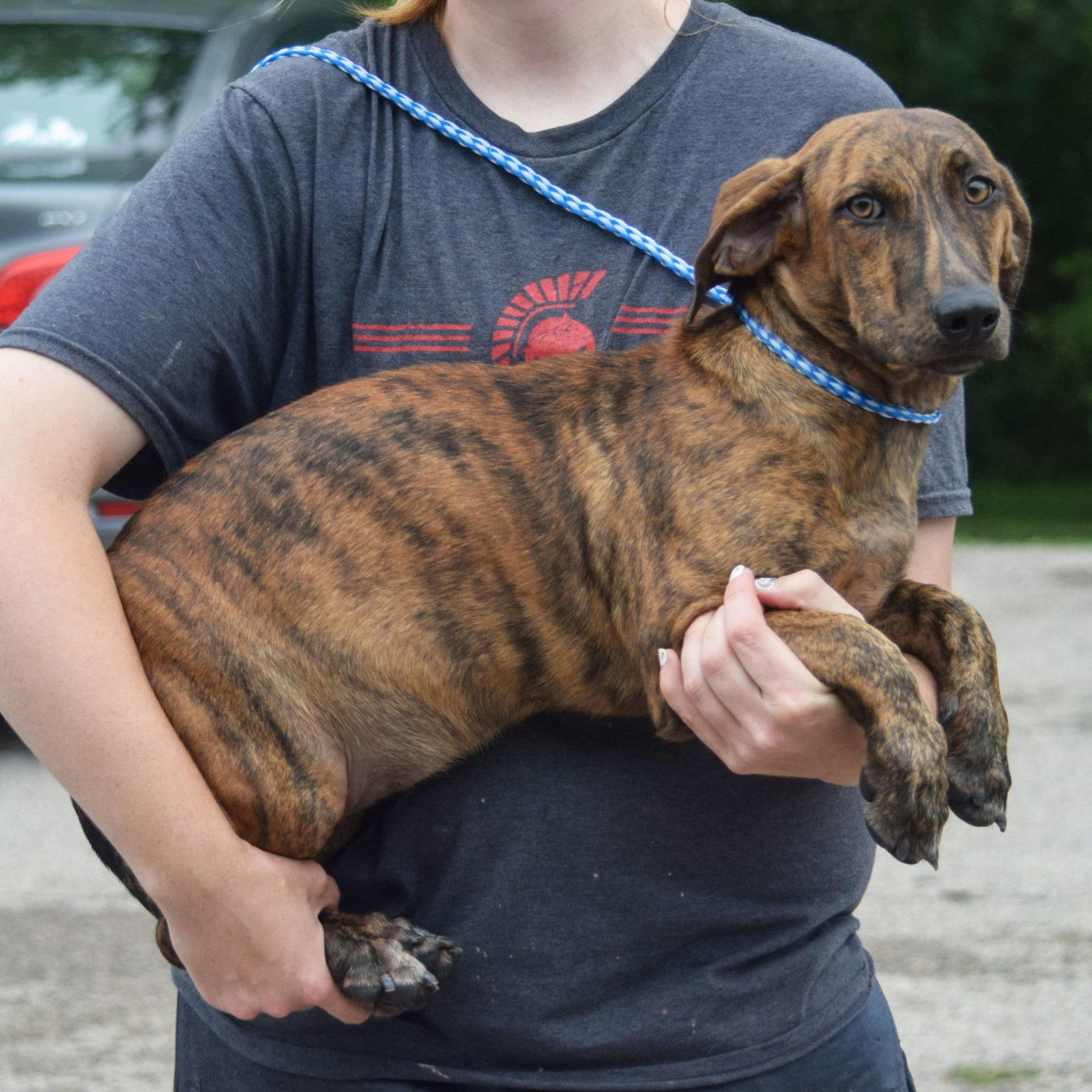 Elmira Animal House Shelter