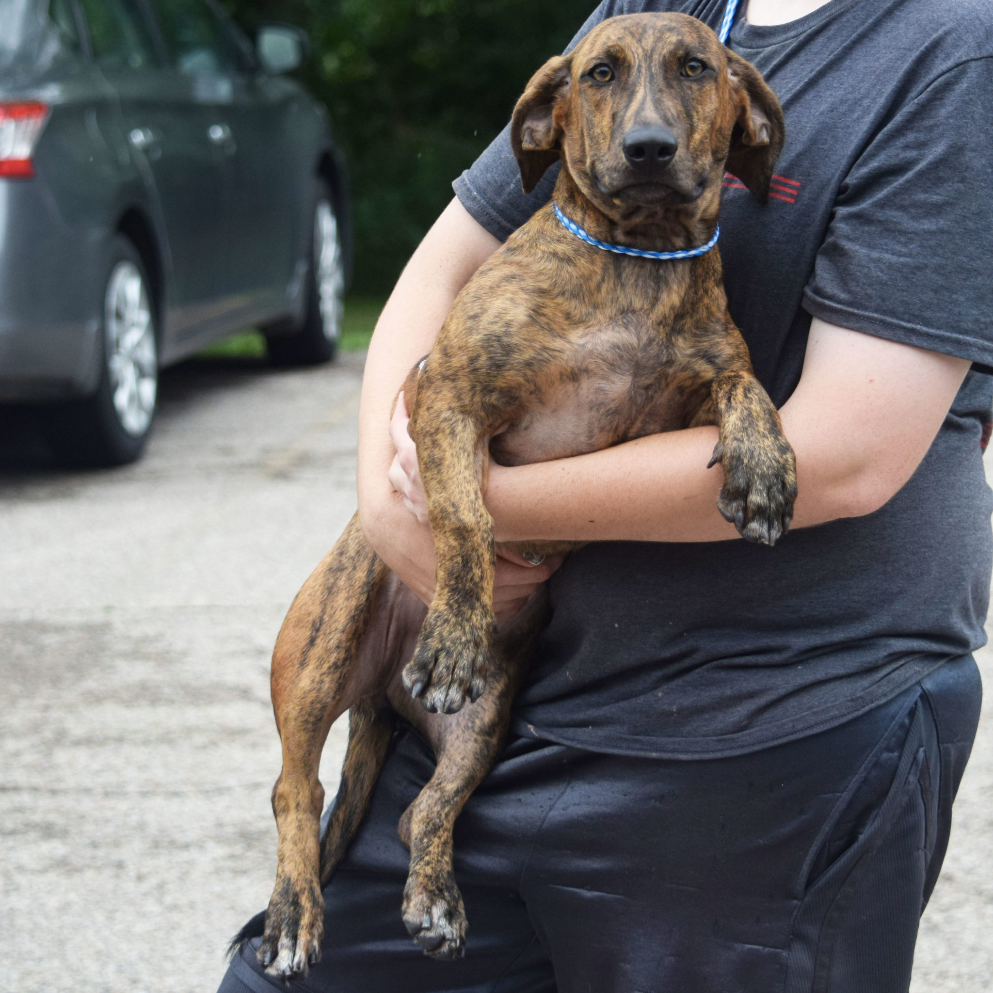 Elmira Animal House Shelter
