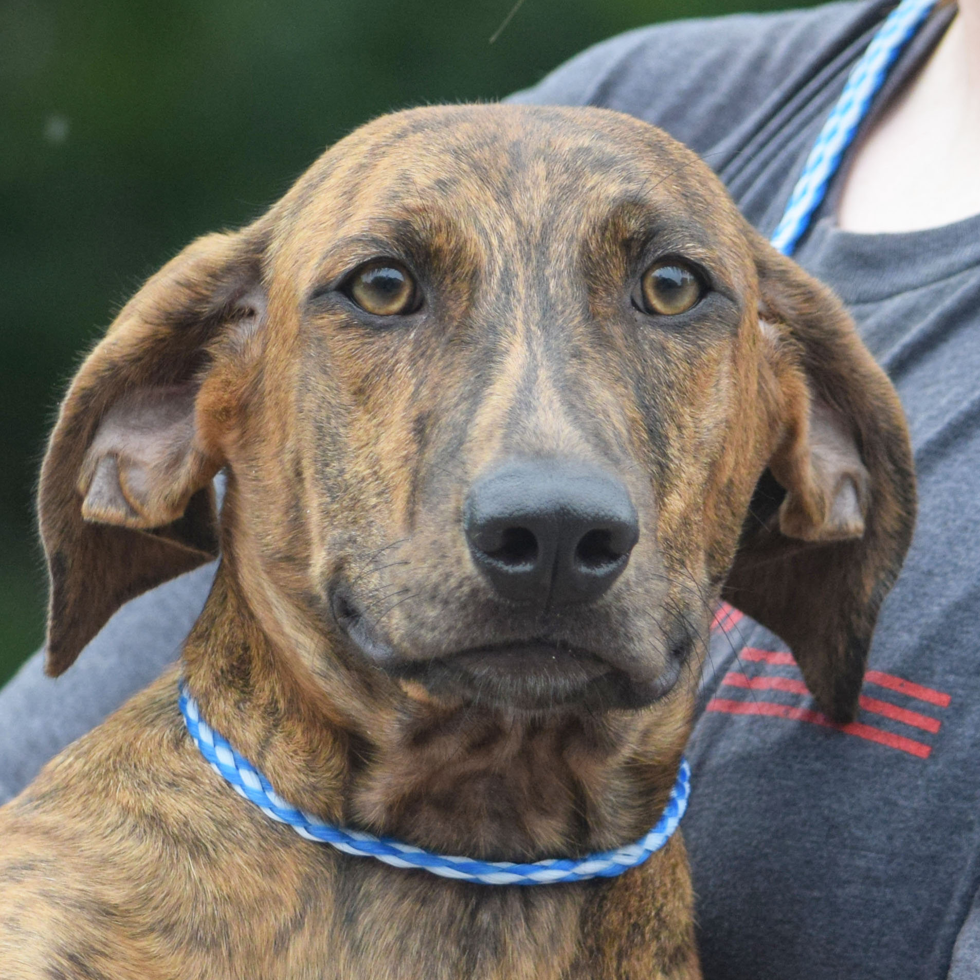 Elmira Animal House Shelter