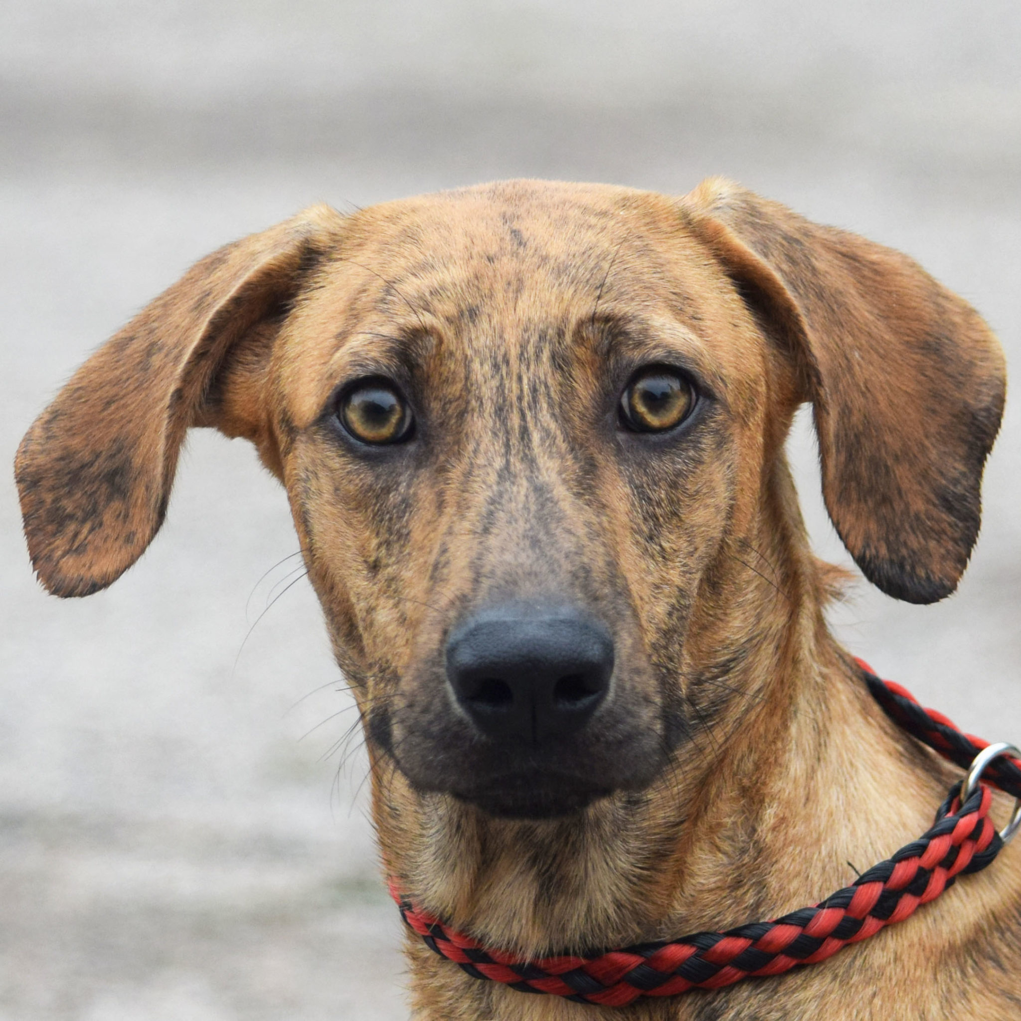 Fulton Animal House Shelter