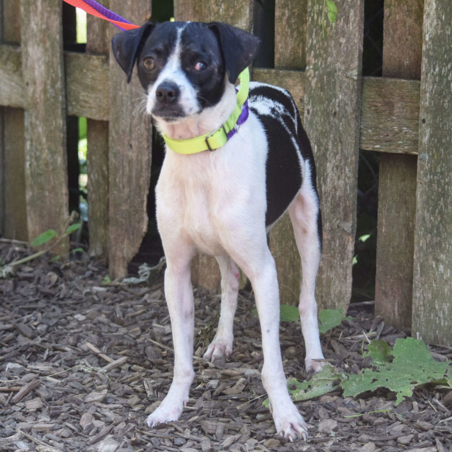 Gordon Animal House Shelter