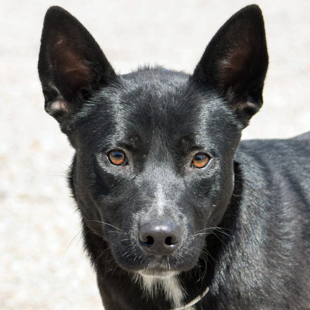 Zorro - Animal House Shelter