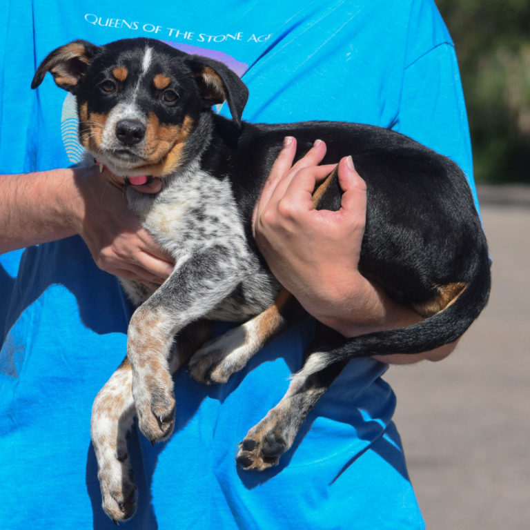 Alaska Animal House Shelter