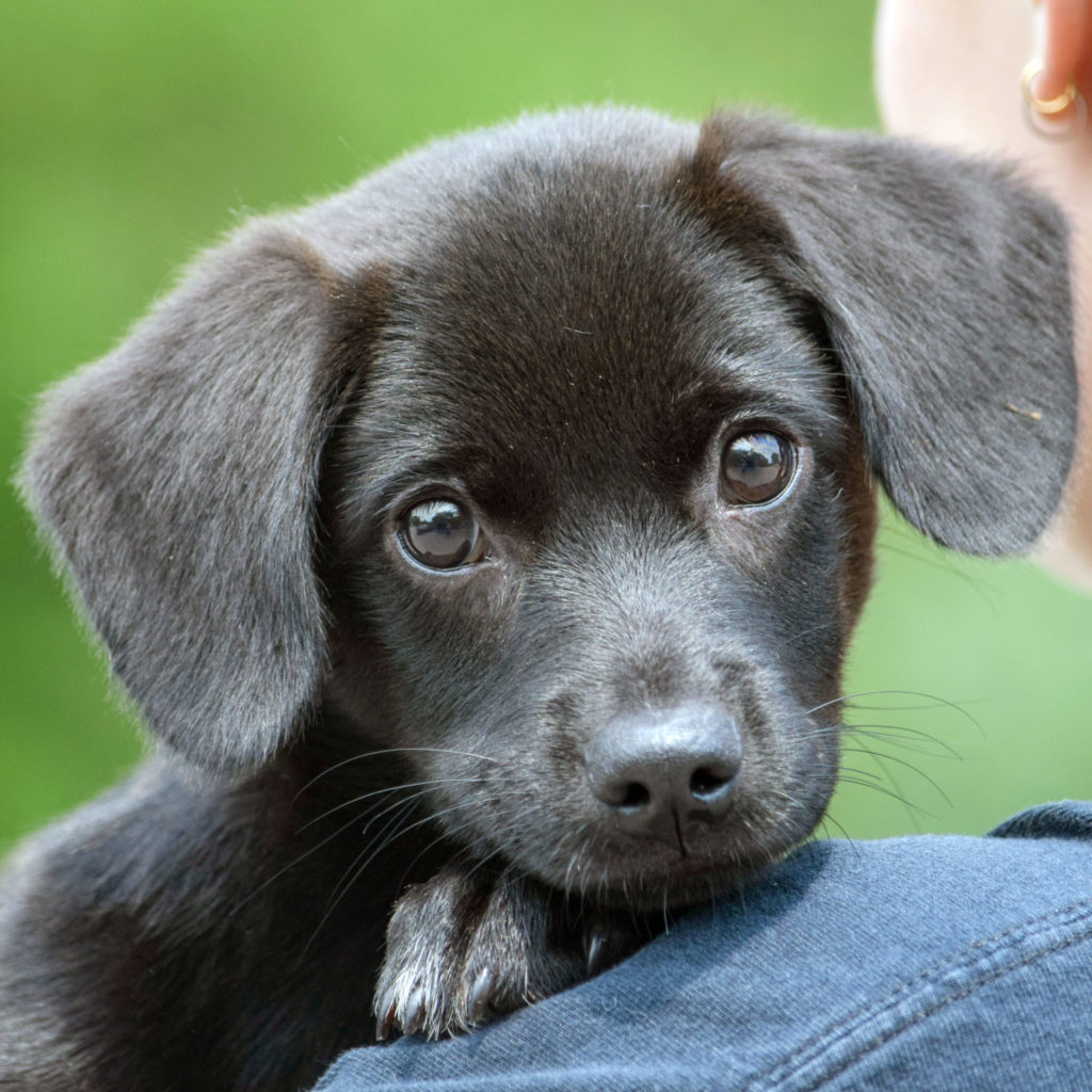 Aurora Animal House Shelter