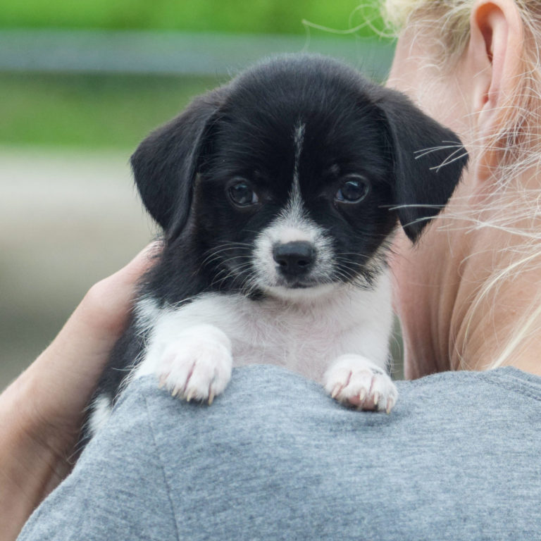 Benton Animal House Shelter